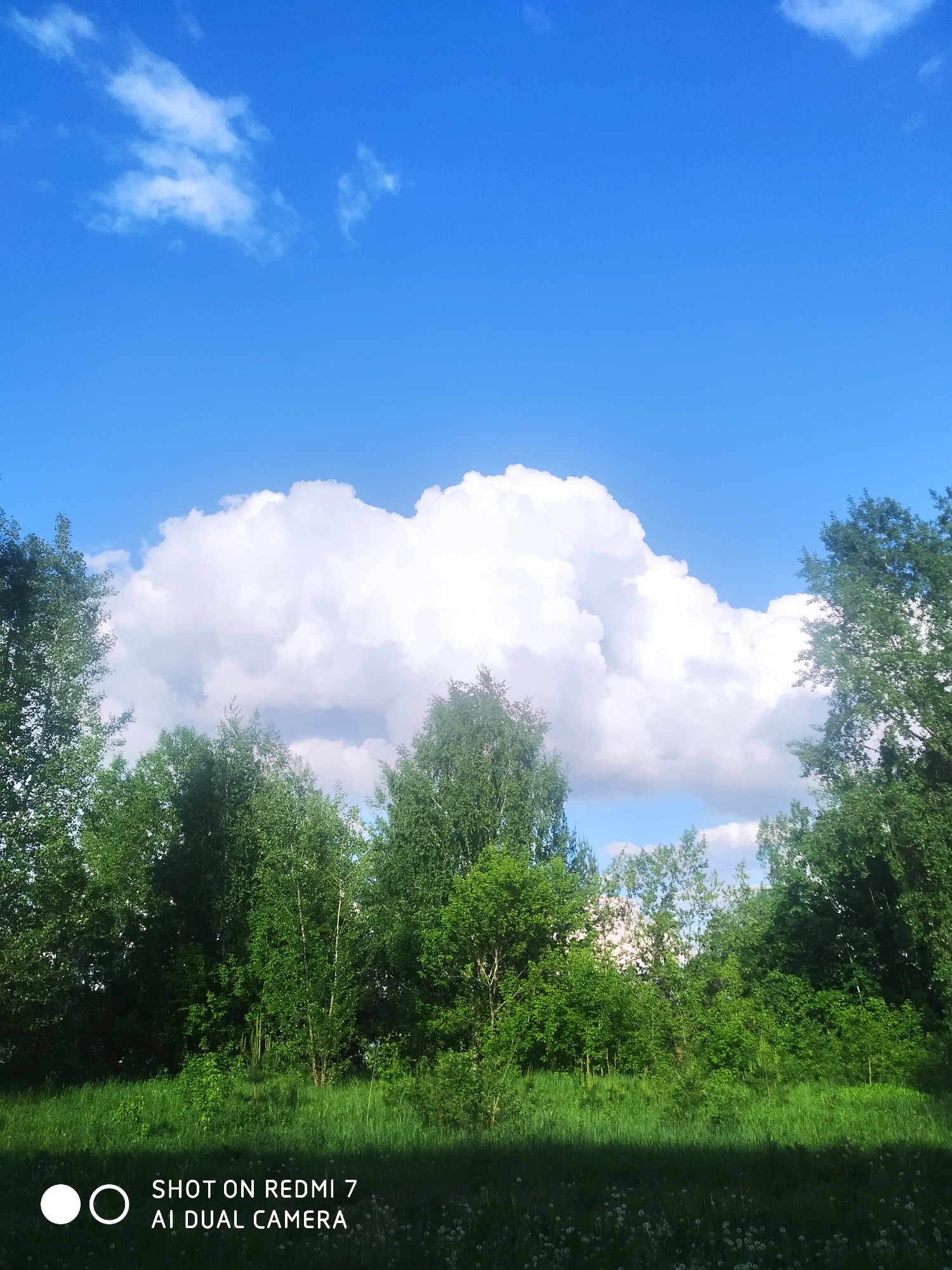 The image depicts a lush, green landscape under a bright, blue sky dotted with cumulus clouds. The foreground is dominated by vibrant green grass and a variety of green trees and shrubs. In the background, there is a large, fluffy cumulus cloud dominating the center of the image. The sky is a clear, vibrant blue. The image was taken in the city of Chaikovsky, Russia. The location is the nature near the city. No people are present in the image. The image was taken with a Redmi 7 AI Dual Camera, as indicated by the watermark at the bottom.