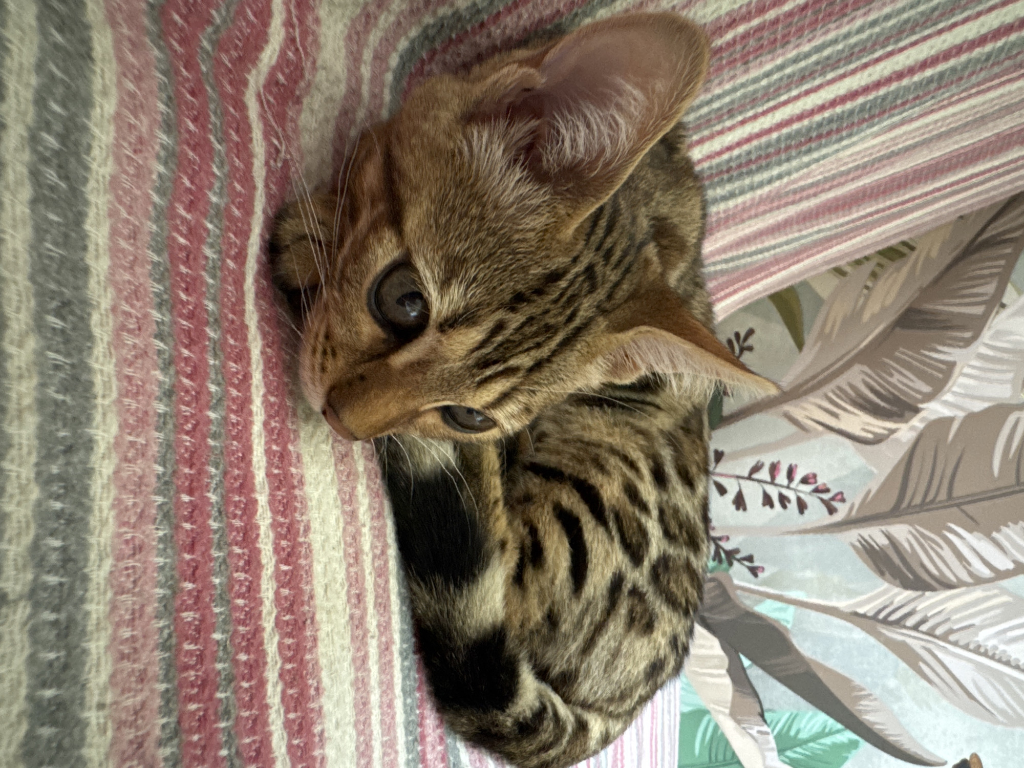 A Bengal cat is curled up on a striped blanket in front of a wall with a tropical leaf pattern wallpaper. The cat's fur has a distinct spotted pattern, and its eyes are a deep brown. The blanket is made of a soft, woven material with alternating stripes of pink, gray, and cream. The wallpaper features large, stylized leaves in shades of brown, green, and beige. The lighting in the image is soft, suggesting it was taken indoors during the day. There is no information available to determine the location in the city of Rzhev, Russia.