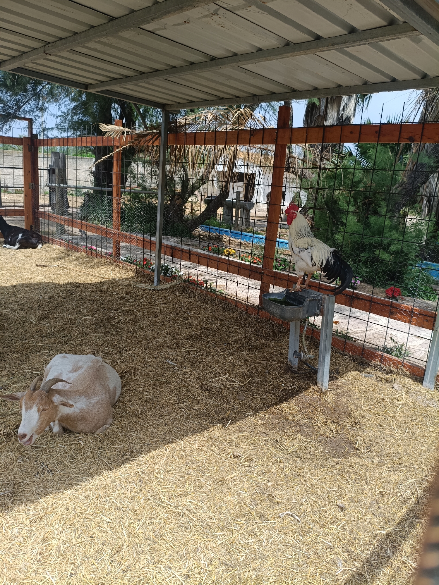 The image depicts an outdoor enclosure for farm animals, likely a petting zoo or a small farm, situated in Sagunto, Spain. The enclosure is partially covered by a corrugated metal roof supported by wooden beams, providing shade. The ground is covered with a thick layer of dry straw.
In the foreground, a light-colored goat with horns is lying down on the straw, appearing relaxed. To the left and further back, another goat, this one black and white, is also lying down.
Dominating the right side of the image, a large rooster stands on a metal feeder or water trough. The rooster is predominantly white with black tail feathers and red wattles and comb. The enclosure is surrounded by a wooden fence with wire mesh.
Beyond the fence, there are green bushes and trees, indicating an outdoor setting. The overall impression is one of a rural or semi-rural environment within or near Sagunto. There are no people visible in the image.