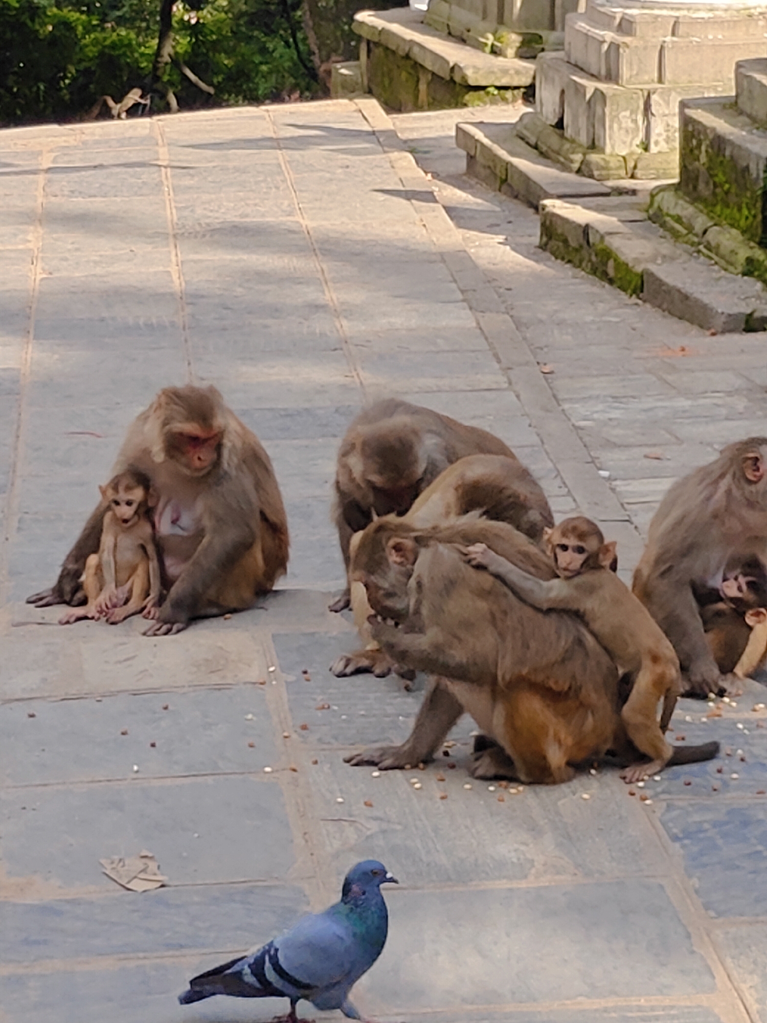In Kathmandu Metropolitan City, Nepal, several rhesus macaques are gathered on a paved courtyard with scattered food debris. A mother monkey sits with a young monkey nestled against her chest. Another young monkey clings to the back of a larger monkey. A pigeon walks on the pavement in the foreground. In the background, there are stone structures, possibly parts of a temple or stupa, and some foliage.