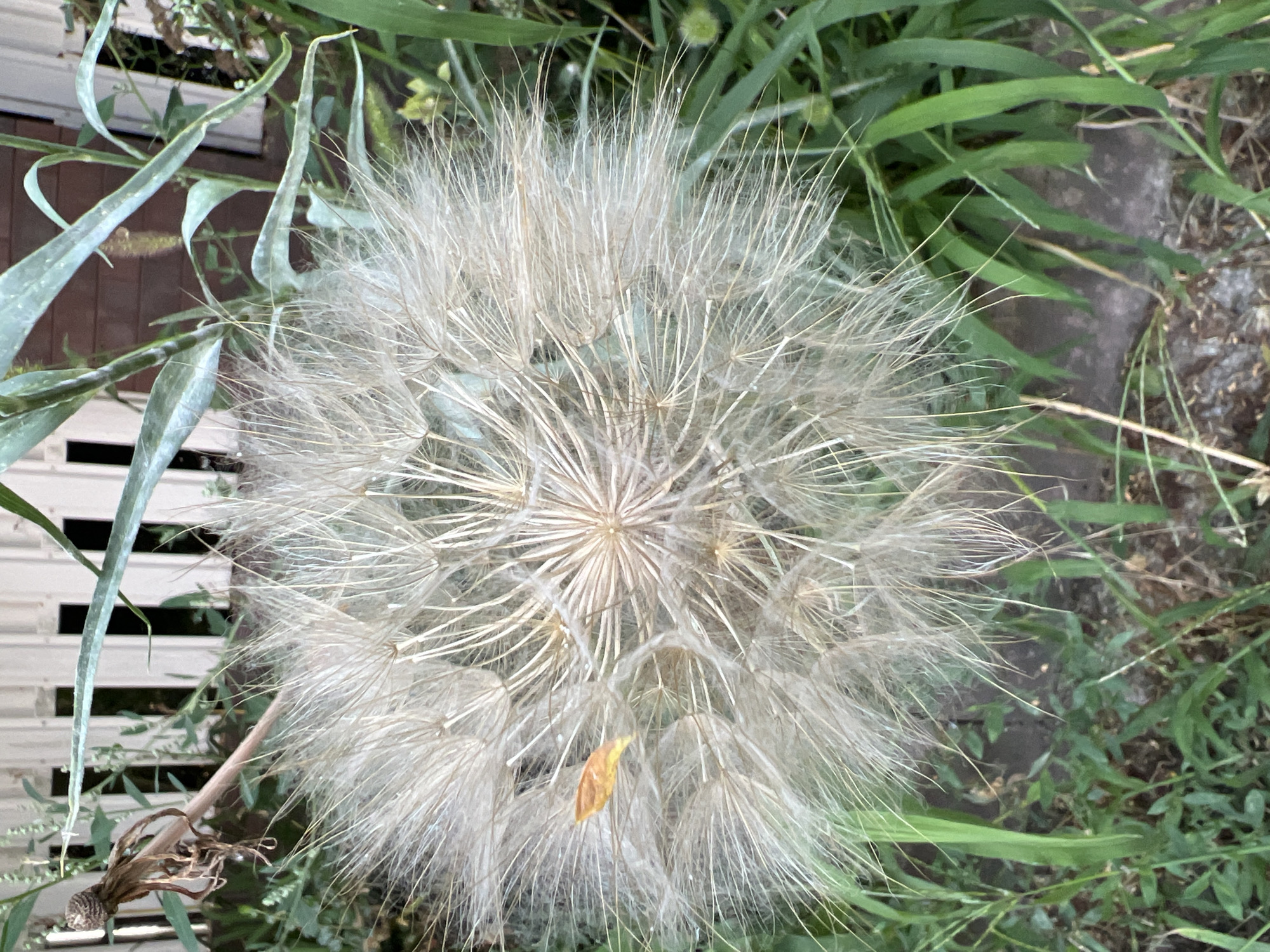 A close-up, eye-level shot captures a large, feathery seed head of a plant, likely a Salsify or Goat's Beard, dominating the center of the frame. The seed head is composed of numerous delicate, white, hair-like structures radiating outwards from a central point, creating a spherical, dandelion-like appearance. A small, dried, yellowish-orange leaf is caught amongst the feathery seeds on the left side of the seed head. The background consists of lush green foliage, including long, blade-like leaves and thinner stems. A white picket fence is visible in the upper portion of the image, partially obscured by the plant's greenery. The ground beneath the plant appears to be a mixture of soil and dry organic matter. The overall scene suggests an outdoor environment, possibly a garden or natural area. There are no people or animals present in the image, and no visible actions or interactions are taking place. The lighting is natural, indicating daylight, and the focus is sharply on the seed head, with the background softly blurred. The photograph was taken in Fontanka, Ukraine.