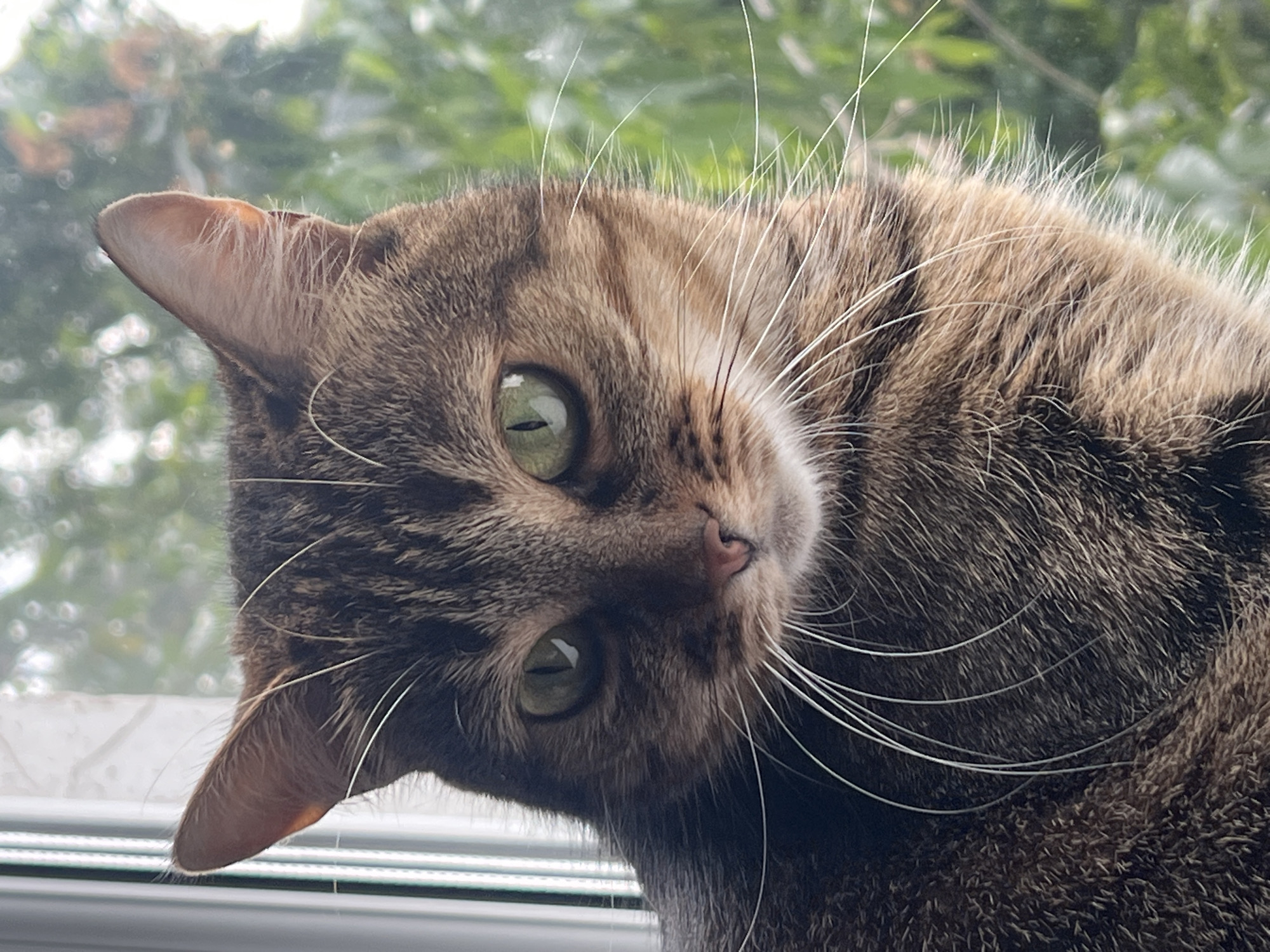An extreme close-up photograph shows the head and shoulders of a tabby cat. The cat's fur is a mix of brown, black, and tan stripes. Its eyes are a striking green color, and its whiskers are long and white. The cat is looking slightly to the right of the camera. Behind the cat, the background is blurred and consists of green foliage, suggesting it is outdoors or near a window with a view of trees. The lighting appears to be natural, possibly from a window. The image is sharp and focused on the cat's face.