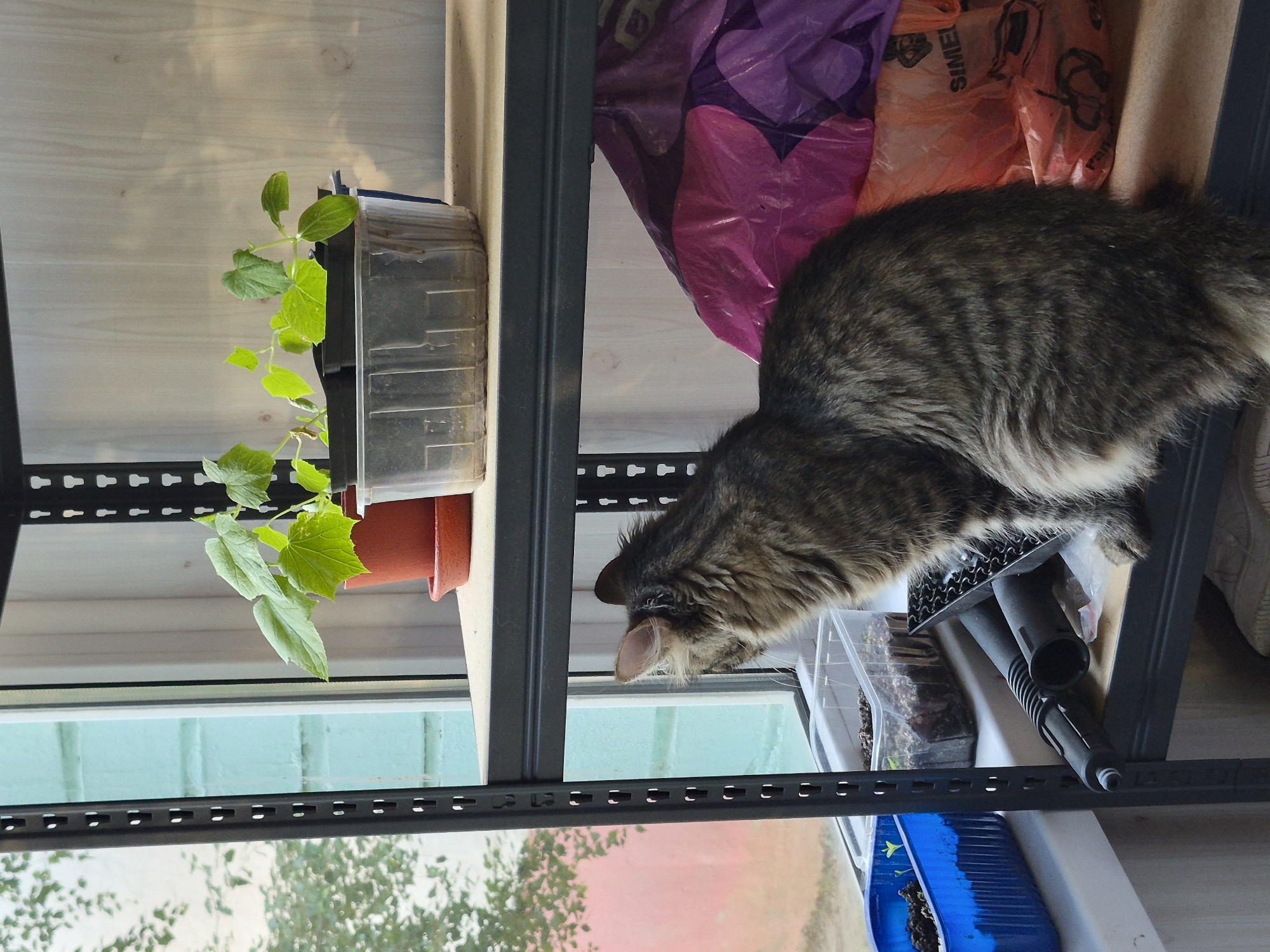 In Nyagan, Russia, a fluffy, gray and brown tabby cat sits on a metal shelf in front of a window. The cat is looking out the window, its tail curled around its body. The shelf is filled with various items, including potted plants, plastic containers with seedlings, and colorful bags. The window offers a view of trees and a building with light blue and pink walls. The room appears to be a home, possibly a living space or a sunroom, with a shelf unit set up for indoor gardening.