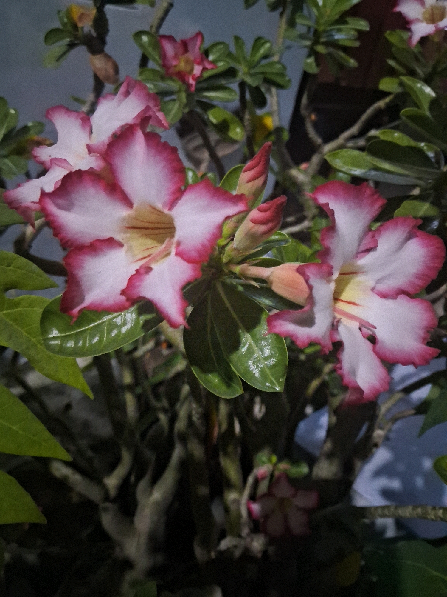 A close-up, vertical shot captures several delicate pink and white Adenium flowers, also known as Desert Roses, blooming on a plant. The petals are edged with a vibrant pink, fading to white in the center, with hints of yellow and red streaks in the throat of the flowers. Two prominent flowers are in focus in the foreground, with their uniquely shaped, ruffled petals prominently displayed. Several unopened buds, showing a deeper pink hue, are also visible, suggesting ongoing blooming. Lush green leaves, some with a waxy sheen, surround the flowers. The background is dark and out of focus, with hints of tree branches and a blurred blue wall with shadows, suggesting an outdoor setting, possibly a garden or balcony in a residential area. The image evokes a sense of natural beauty and tranquility. Based on the query, this scene is located in the city of Surakarta, Indonesia.