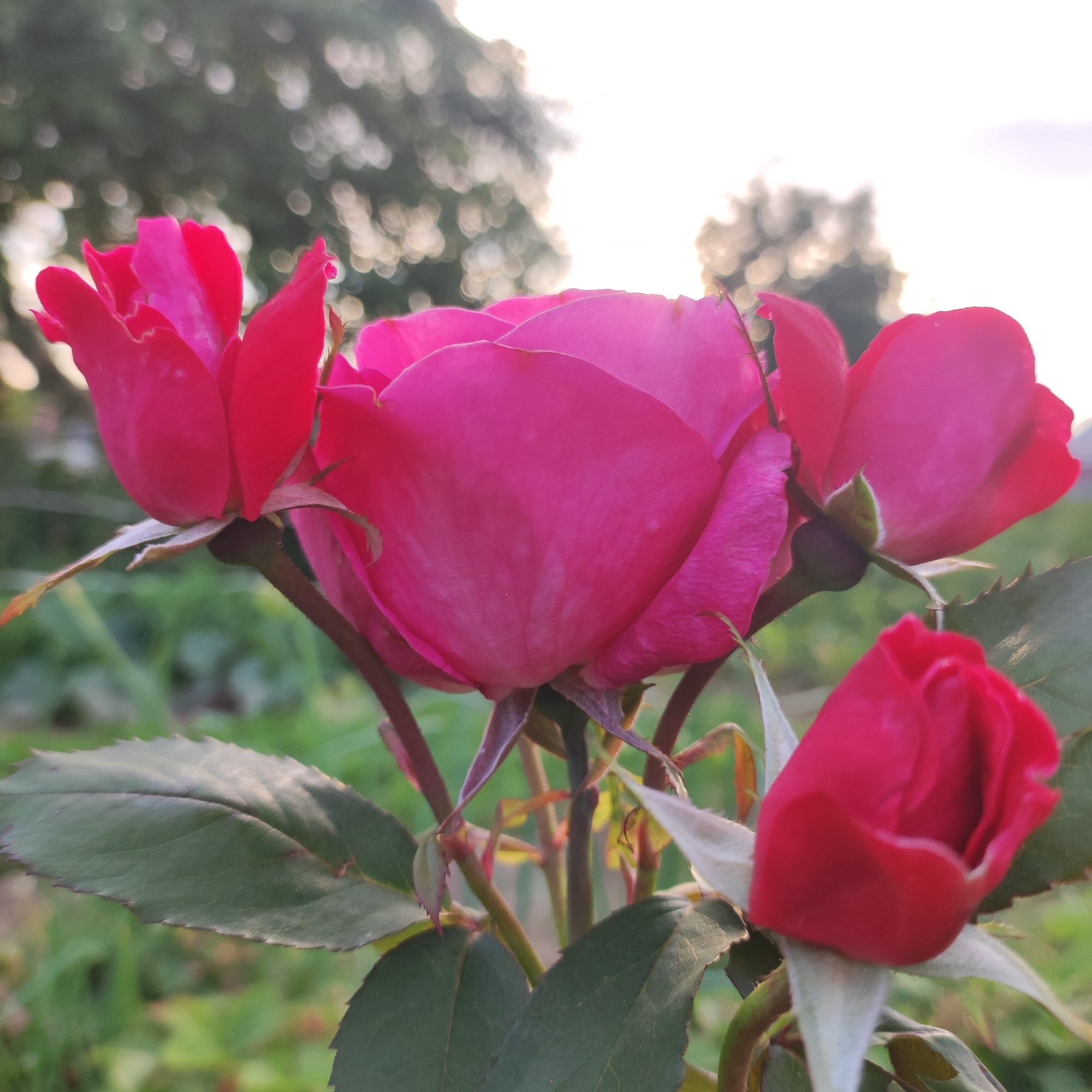 The image captures a close-up of a cluster of vibrant pink roses in bloom. The flowers are the central subjects, with their petals unfurling in various stages of opening. A prominent, large rose bloom dominates the foreground, its velvety petals a rich shade of pink. To its left and right are smaller, partially opened buds and blossoms, adding depth and dimension to the floral arrangement. Green rose leaves with serrated edges are visible, providing a lush backdrop and framing the flowers. The stems are dark and appear sturdy.
The setting is an outdoor garden. The background is softly blurred, indicating a shallow depth of field, with diffused sunlight creating bokeh effects. Hints of trees and foliage are discernible, suggesting a natural environment. The lighting suggests it is either early morning or late afternoon, with the sun casting a warm glow. The overall mood is serene and natural, celebrating the beauty of the flowers. No people or text are visible in the image. The location context is provided as Navoloki, Russia, implying a temperate climate suitable for rose cultivation.