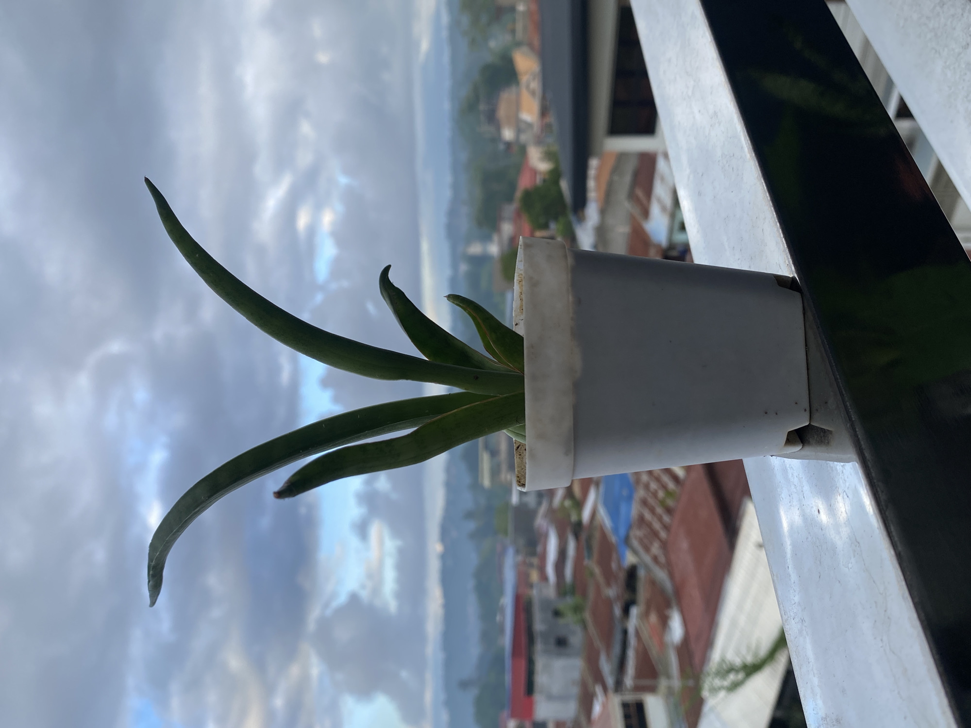 A close-up, eye-level shot features a potted snake plant, likely a variety like Sansevieria masoniana, positioned on a metallic railing. The plant's lance-shaped, green leaves arc upwards against a backdrop of a cloudy sky. The railing, a metallic structure, is positioned in the foreground. Beyond the plant and railing, a cityscape unfolds with buildings characterized by varied roof colors, including red, brown, and blue, suggesting a densely populated urban or semi-urban environment, consistent with areas in Davao City, Philippines. The horizon is further softened by a hazy, mountainous landscape. The lighting indicates it is daytime, possibly early morning or late afternoon, due to the diffused light and cloud cover.