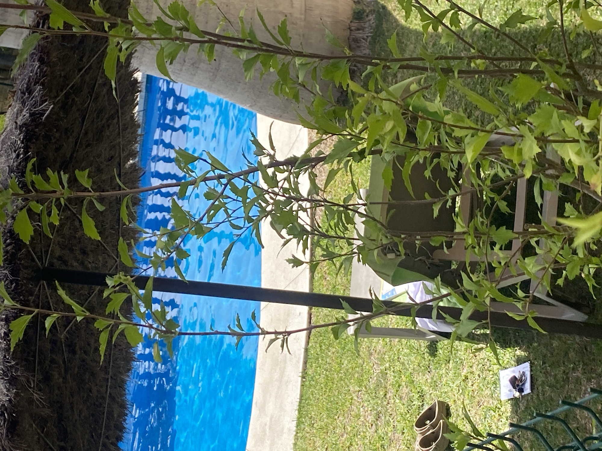 The image depicts an outdoor scene at a poolside, likely in Resinera-voladilla, Spain, given the context. In the foreground, several leafy green plants with thin branches obscure the view of the background. Partially visible behind the plants is a chair with a green towel draped over it. On the grass to the left, a pair of tan flip-flops and a small stack of papers with a set of keys are placed. Beyond the chair and grass, a bright blue swimming pool is visible, bordered by a light-colored concrete edge. Above the pool, a thatched umbrella provides shade. A thick, textured pillar, possibly a palm tree trunk, stands to the right of the pool. The overall environment suggests a sunny, relaxed setting.