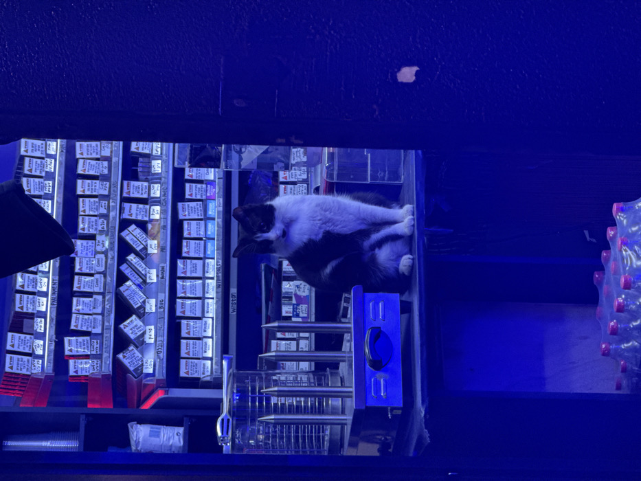 A deep blue-lit interior scene, consistent with a kiosk or convenience store in Tel-Aviv, Israel, features a black and white domestic cat seated on a counter. The cat has white fur on its chest, paws, and muzzle, with black fur covering its back and head, and is looking slightly to its left. To the cat's immediate left on the counter, a stainless steel hot dog roller machine with four vertical spikes is positioned on a blue base with a black control dial. Behind these subjects, shelves are densely packed with various cigarette cartons, many displaying Hebrew text and price tags, including visible brands such as Winston and Parliament. To the far left, a stack of white disposable cups is visible. Below the counter, a clear plastic shrink-wrapped package of bottled water with red caps is present. A dark, vertical structure partially frames the right side of the image. No human presence is discernible.