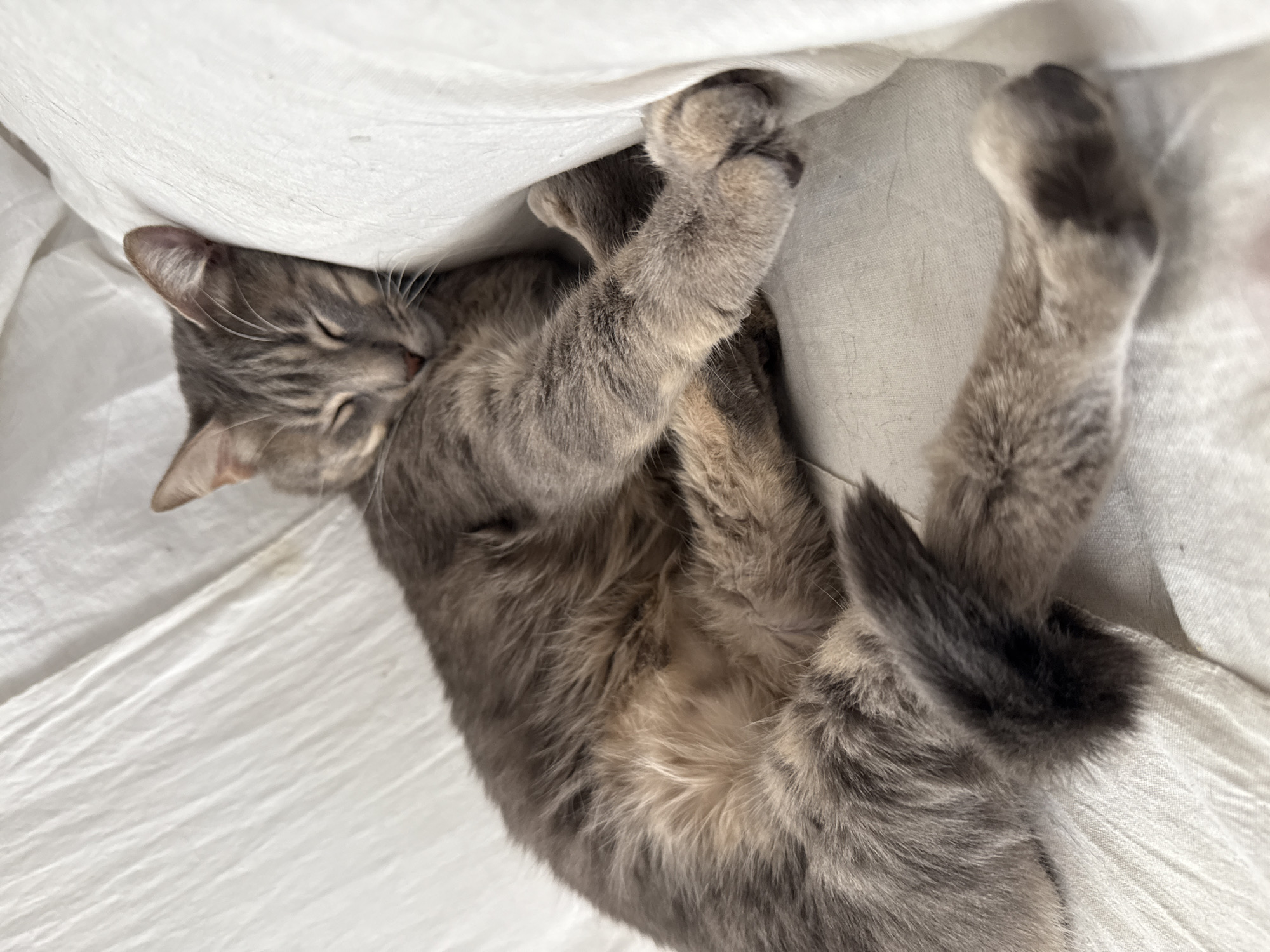 A gray tabby cat is sleeping on white bedding. The cat is lying on its side with its legs stretched out and one paw grasping the bedding. The cat's eyes are closed. The background is blurred.
There is no indication of the location in the city of Puebla, Mexico, nor are there any people or interactions visible in the image.