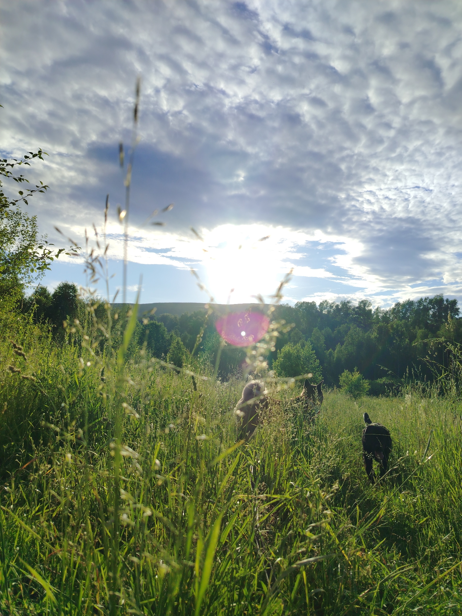 The image captures a serene natural landscape, likely on the outskirts of the settlement of Рассвет, Russia. The foreground is dominated by tall, green grass and some wispy stalks of dried grass, with the latter slightly out of focus. Sunlight streams through the clouds, creating lens flare and a bright glow, particularly in the center of the image. In the middle ground, three dogs are visible walking through the tall grass. Two appear to be medium-sized, one a light brown color and the other darker and larger, possibly a German Shepherd. The third dog, smaller and black, is facing away from the camera, heading towards the right side of the frame. Beyond the dogs, a dense forest of green trees stretches across the horizon, with a gentle, tree-covered hill in the background. The sky is a mix of blue and dramatic, textured clouds, with the sun partially obscured by them. The overall atmosphere is one of peacefulness and natural beauty.