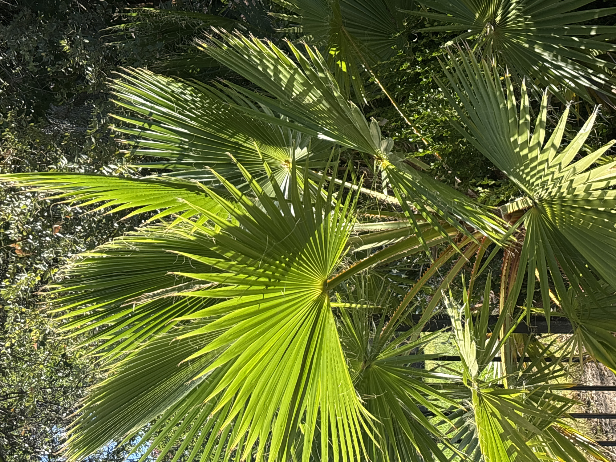 In Fair Oaks, United States, a close-up, sunlit view captures the vibrant green, fan-shaped fronds of a palm tree. The fronds, characterized by their radiating segments and pointed tips, are sharply defined against a backdrop of darker foliage and a hint of a black metal fence. The lighting creates a striking contrast, highlighting the delicate veins and textures of the palm leaves. The overall impression is one of lush, natural growth within a possibly suburban or garden setting.