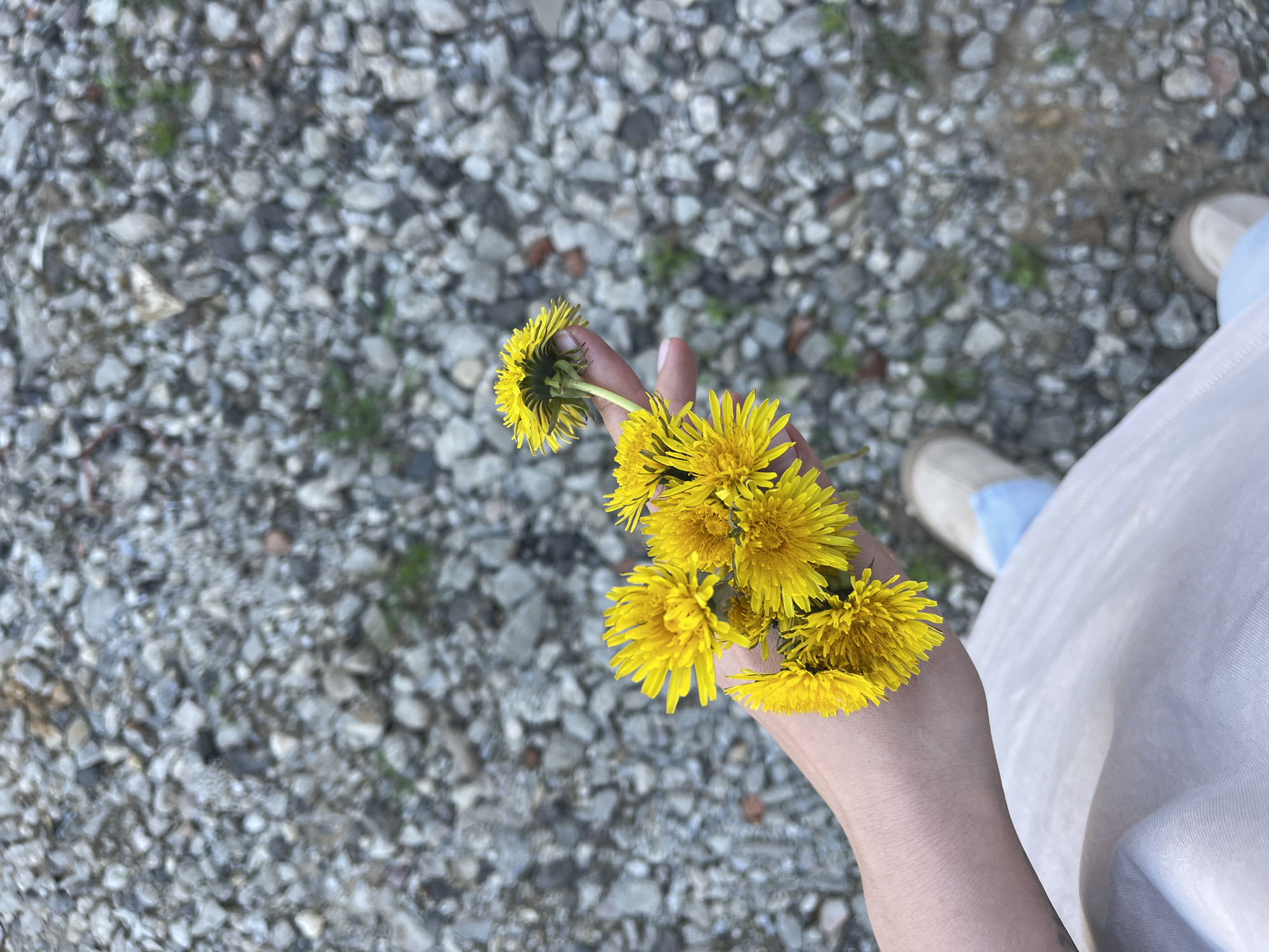 A first-person view shows a hand holding a small bouquet of dandelions against a background of gravel and a hint of the wearer's clothing and shoes. The person is standing on an outdoor gravel surface. The gravel is composed of small, grey, and white stones. The hand is holding several bright yellow dandelions, which are the focal point of the image. The person is wearing light-colored shoes with blue accents and a light-colored garment. The location is assumed to be in or around the city of Мосметаллоконструкция Онт, Russia based on the prompt's request.