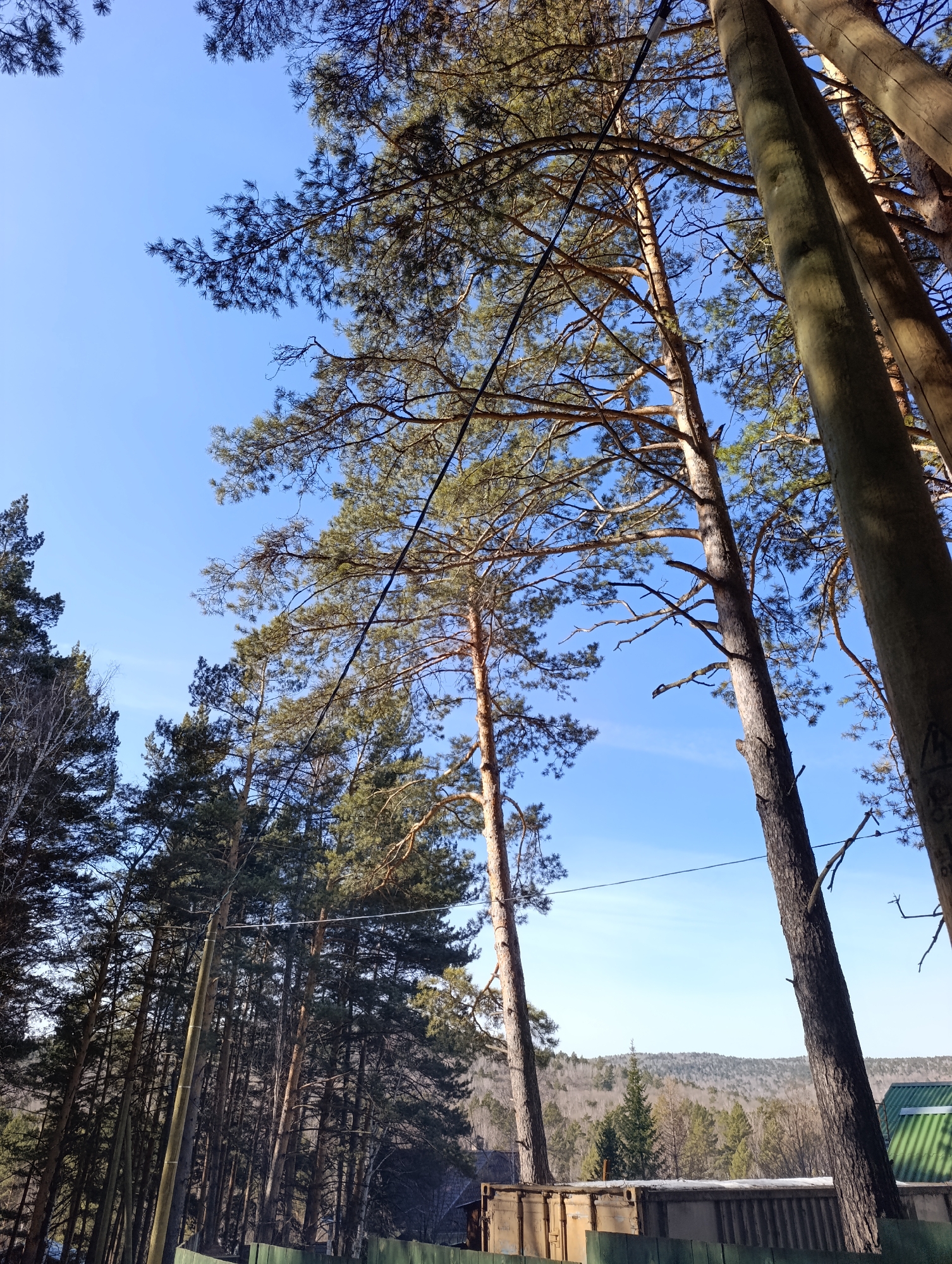 The image depicts a scene in Krasnoyarsk, Russia, characterized by a dense cluster of tall pine trees. The perspective is a low-angle shot looking upwards, emphasizing the height and density of the tree cover. The sky is predominantly clear and blue, with a few wispy clouds visible. Power lines are strung among the trees. In the background, a hilly landscape is visible, suggesting a location on the edge of the city or in a more rural area. A green roof is also visible to the lower right, suggesting the presence of residential or other buildings in the vicinity. A small cargo container is also visible behind a short wooden fence. No people are visible in the image.