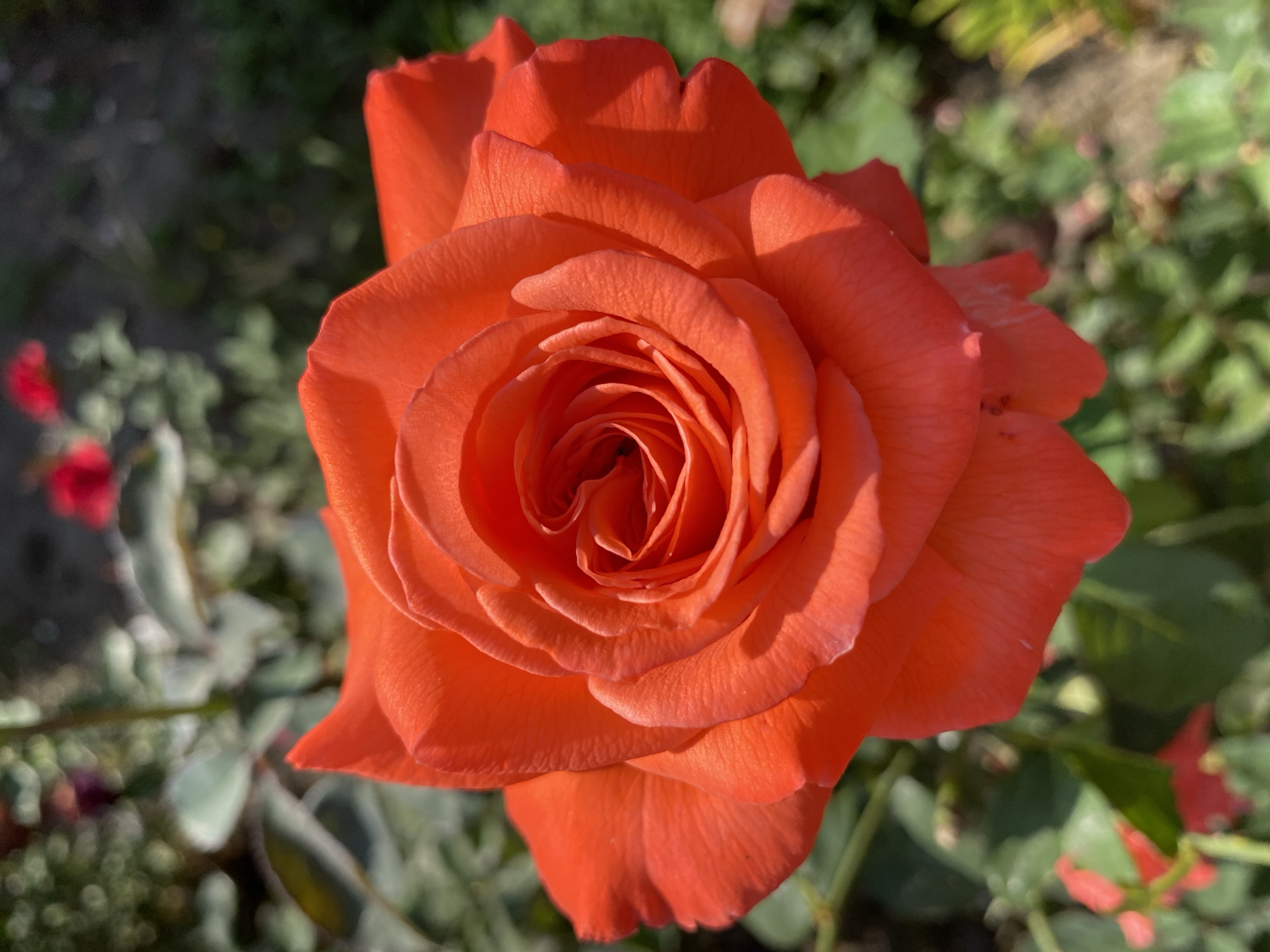 The image is a close-up, eye-level shot of a vibrant orange rose in bloom. The rose is the primary subject, filling most of the frame with its detailed petals. The petals are tightly furled in the center, opening outwards with soft, undulating edges. The color is a rich, saturated orange with subtle variations in tone due to the lighting. The background is softly blurred, showing hints of green foliage and other out-of-focus red flowers, suggesting a garden setting. Sunlight highlights the texture of the rose petals, creating a play of light and shadow. The image does not depict any people or specific actions. There is no information about the location being Ventsy, Russia.