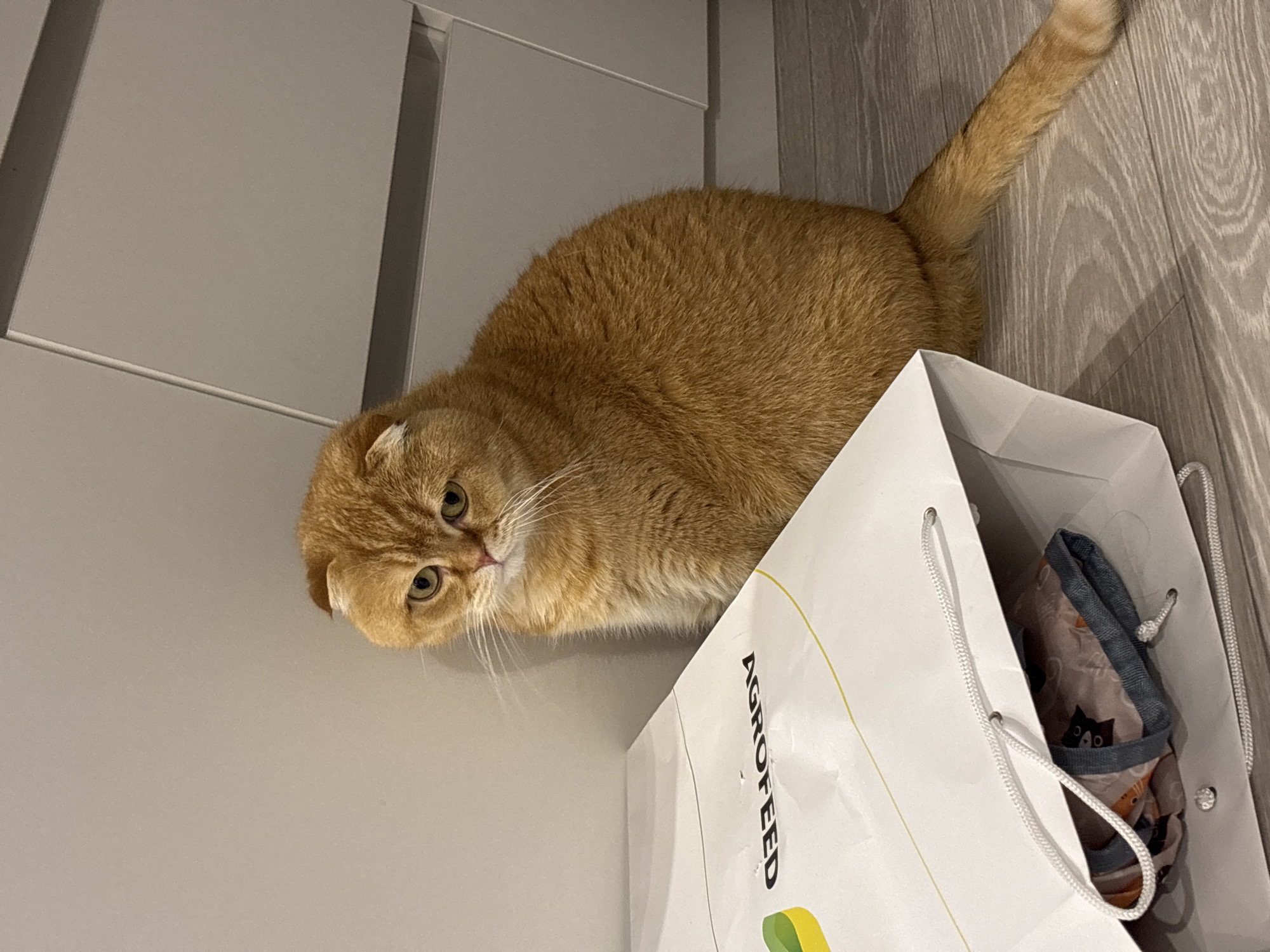 An orange Scottish Fold cat with green eyes is peeking out from behind a white paper shopping bag. The cat is lying down, and its body is mostly hidden behind the bag. The bag has "AGROFEED" printed on it in black letters, and there is a green logo on the bottom left corner. Inside the bag, there are some folded items with a pattern of cats and fish on them. The scene appears to be indoors, with a light-colored floor and cabinets in the background. The lighting suggests it is daytime. The cat's expression is curious.