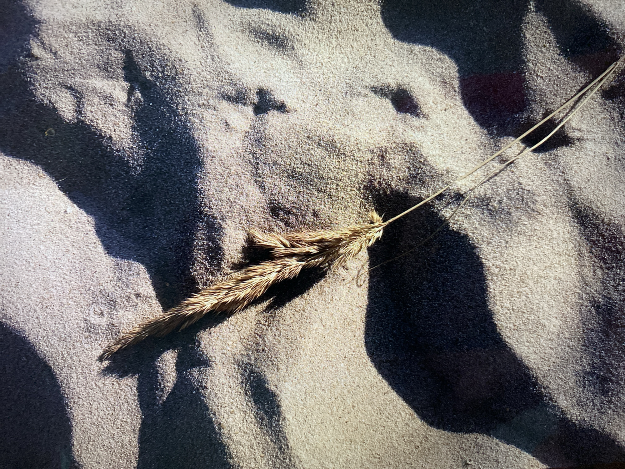 A dry stalk of grass lies on rippled sand. The sand is light brown and tan, with darker shadows cast across it, suggesting the presence of an overhead object. The stalk of grass is golden brown and appears to be a single stem with a feathery seed head. The lighting creates a high contrast between the illuminated sand and the dark shadows. The image is a close-up, top-down view of the scene. The location in Khimki, Russia, is not discernible from the image itself.