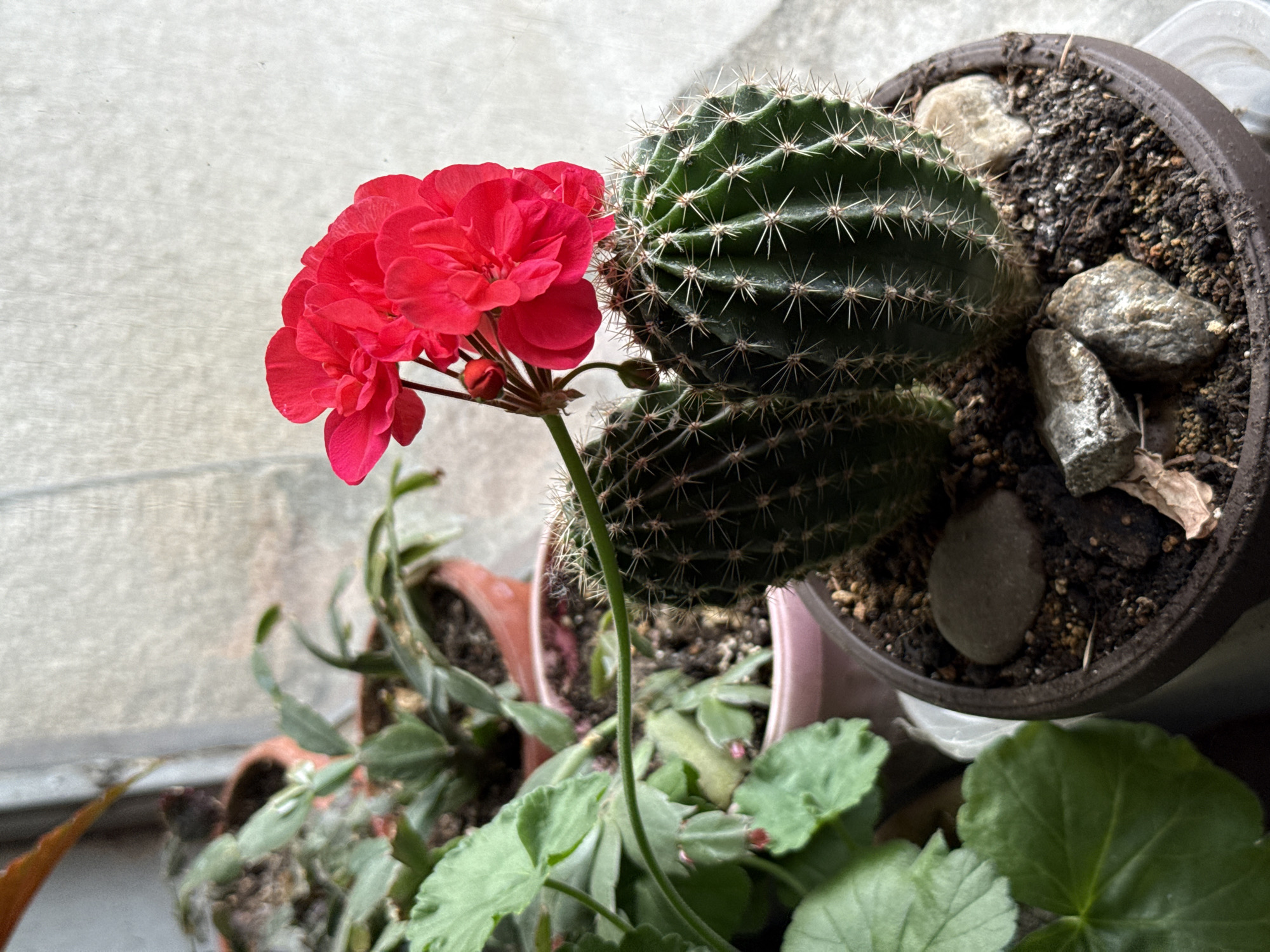 The image depicts a close-up view of several potted plants. A dark brown pot contains a green cactus, its surface covered in sharp spines. The soil in the pot is dark and scattered with pebbles. Adjacent to the cactus, a cluster of bright red flowers blooms on a slender green stem rising from leafy foliage. Other potted plants are visible in the background, appearing slightly out of focus. The overall scene suggests an indoor setting, potentially a windowsill or indoor garden. There is no evidence to suggest that the image was taken in Pleven, Bulgaria. The provided information does not include any people, actions or interactions.