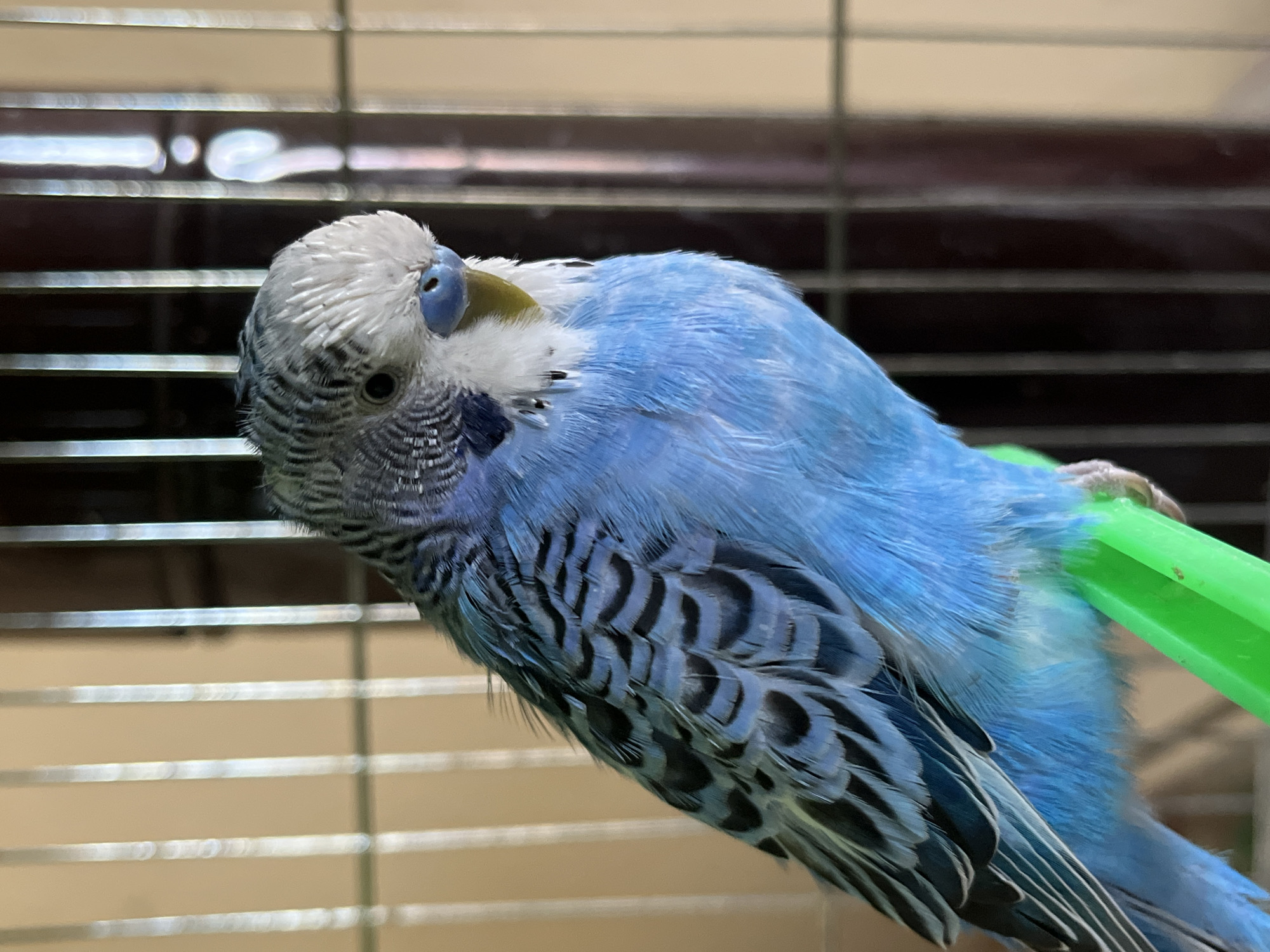 A blue and white budgerigar is perched on a green plastic bar inside a cage. The bird is looking towards the right and tilting its head. The cage is in front of a window with closed blinds. The location of the scene is unknown, and there is no indication it is in Shumen, Bulgaria.