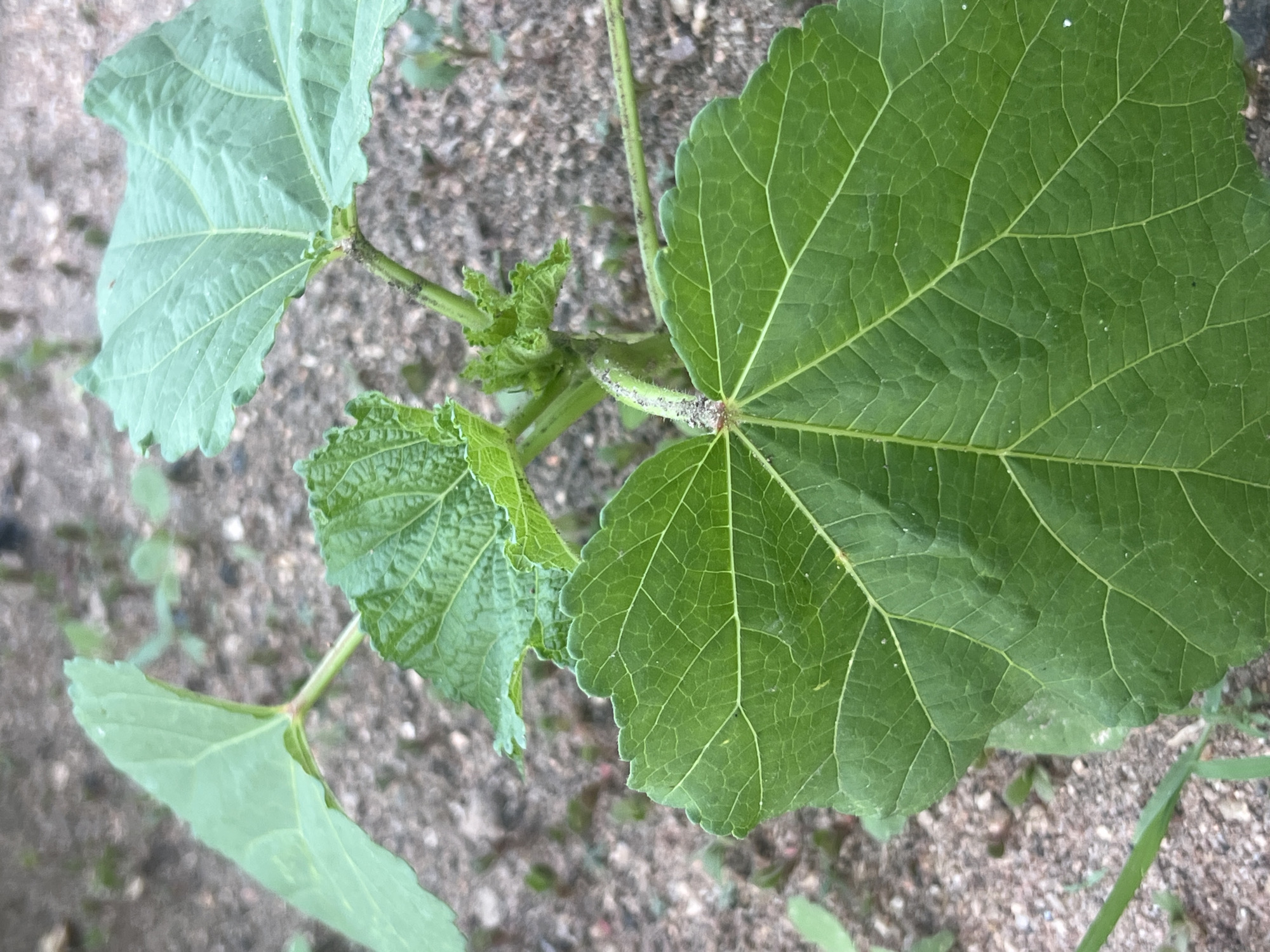 A close-up, eye-level shot captures the top portion of a young okra plant growing in sandy soil. The plant has several large, green leaves with prominent veins and serrated edges. The leaves are slightly cupped, and one large leaf dominates the foreground, filling the lower half of the frame. The stem is visible, appearing slightly fuzzy and light green with some darker markings. New growth is emerging at the top of the stem in the center of the frame, with tightly furled leaves. The background consists of blurred sandy soil with small, out-of-focus green seedlings. The lighting suggests it is daytime, possibly overcast, as there are no harsh shadows. The scene is set outdoors in Jalingo, Nigeria, where okra is a common crop.