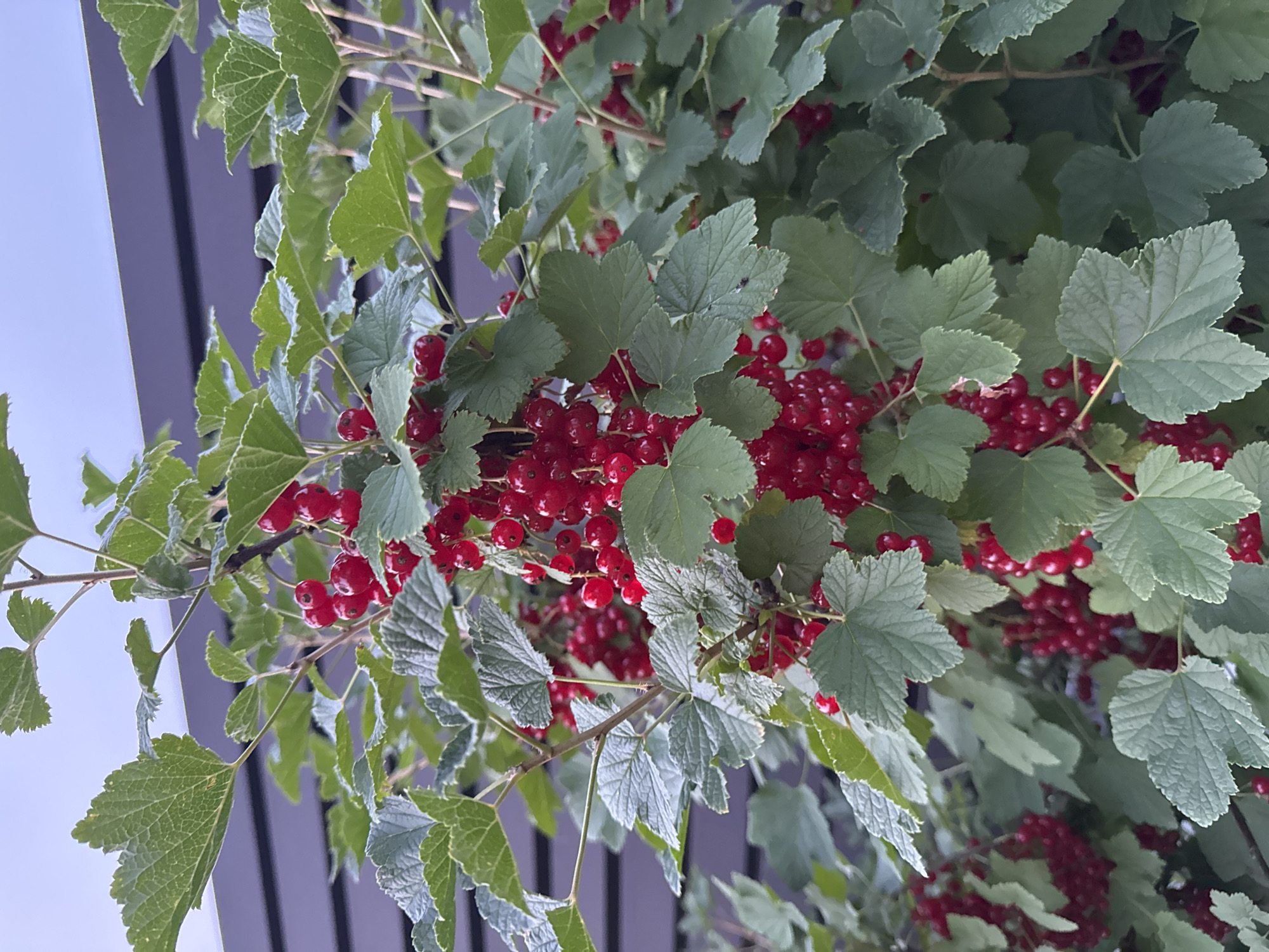 A close-up shot captures a branch laden with ripe red currants against a backdrop of lush green leaves. The berries are clustered together, their vibrant red color contrasting with the softer green of the foliage. Some leaves are a brighter green, while others have a slightly muted or silvery hue, suggesting variations in light or maturity. The image is framed by the dark, vertical lines of what appears to be modern architecture or a fence, possibly indicating an outdoor setting like a garden or a balcony. The sky, visible in the upper left corner, is a soft, pale blue, suggesting it might be daytime, possibly overcast or early morning/late afternoon given the diffused light. The focus is sharply on the currants and leaves, drawing the viewer's attention to the textures and colors of the fruit and plant. The scene evokes a sense of natural abundance and the freshness of summer produce. No people are visible in the image, and there is no visible text. The setting appears to be an outdoor space in Belarus, given the provided location context.