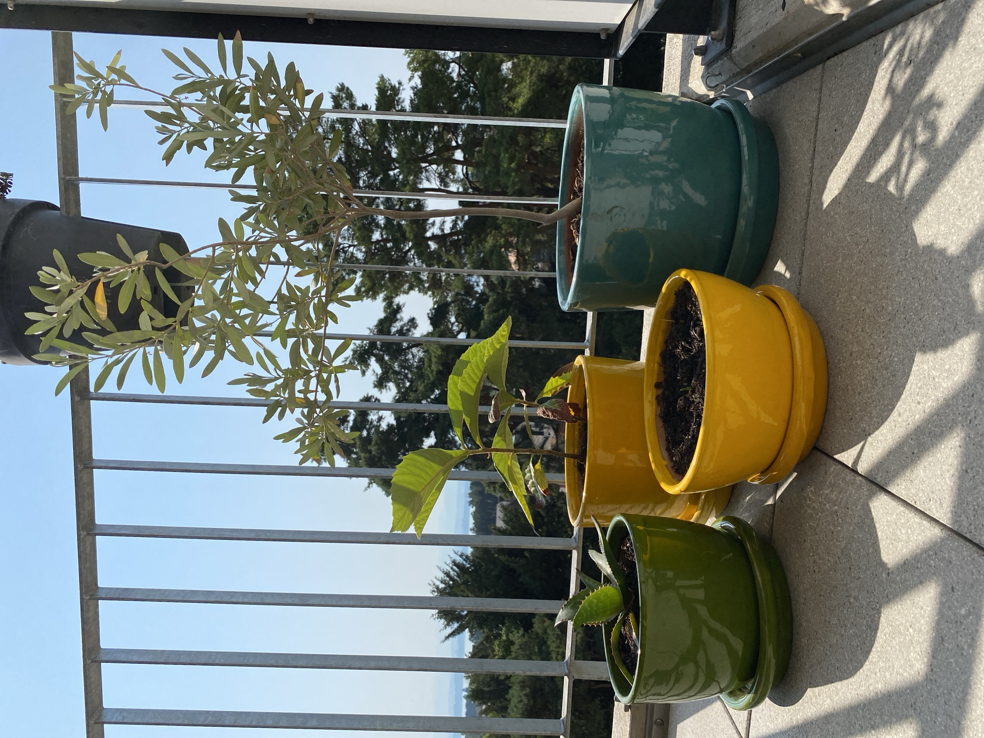The image depicts a collection of potted plants on a balcony overlooking a scenic view of a body of water and forested hills, likely in the city of Milvignes, Switzerland. The balcony is paved with light grey tiles. In the foreground, there are four ceramic planters: a small green one containing an aloe vera plant, a medium yellow one with a young plant, another yellow pot with soil and a tiny sprout, and a larger teal pot holding a slender tree. Behind the planters, a metal railing separates the balcony from the view. The sky is a clear blue. The overall impression is one of a serene, outdoor setting with urban and natural elements.