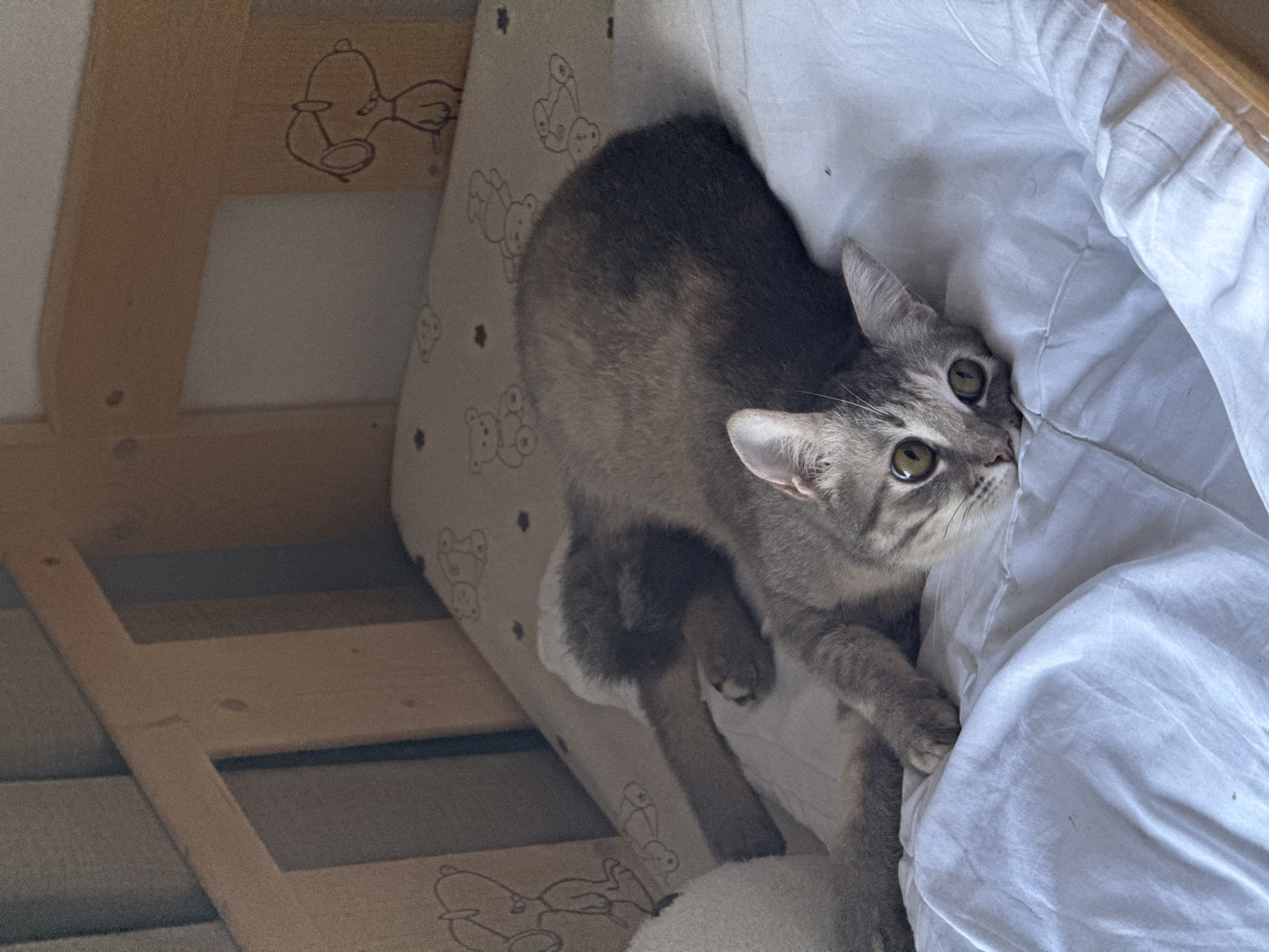 A grey tabby kitten with wide green eyes is lying on its side on a white sheet in a wooden crib. The crib has a patterned sheet with small teddy bear and star motifs. On the wooden railing of the crib, a cartoon drawing of Snoopy is visible. The kitten's body is relaxed, with its head resting on its paws and its tail curled around. The overall scene is peaceful and domestic. The location is not provided in the image, therefore it cannot be specified.