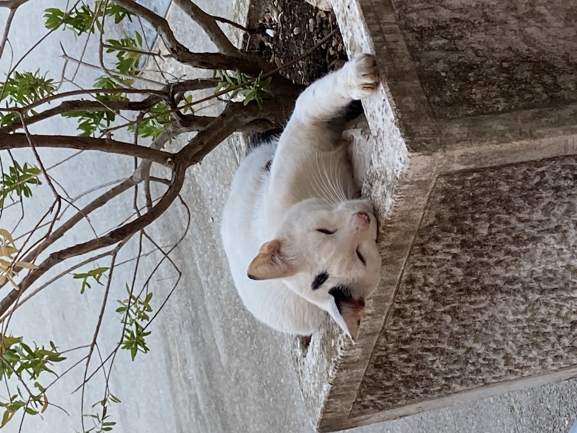 A white cat with a black marking on its forehead is sleeping in a concrete planter. The cat is lying on its side with its paws extended. A small tree with green leaves grows in the planter behind the cat. The planter is located on a grey, textured surface that appears to be concrete. The background is out of focus and shows more of the grey surface and some faint shadows.