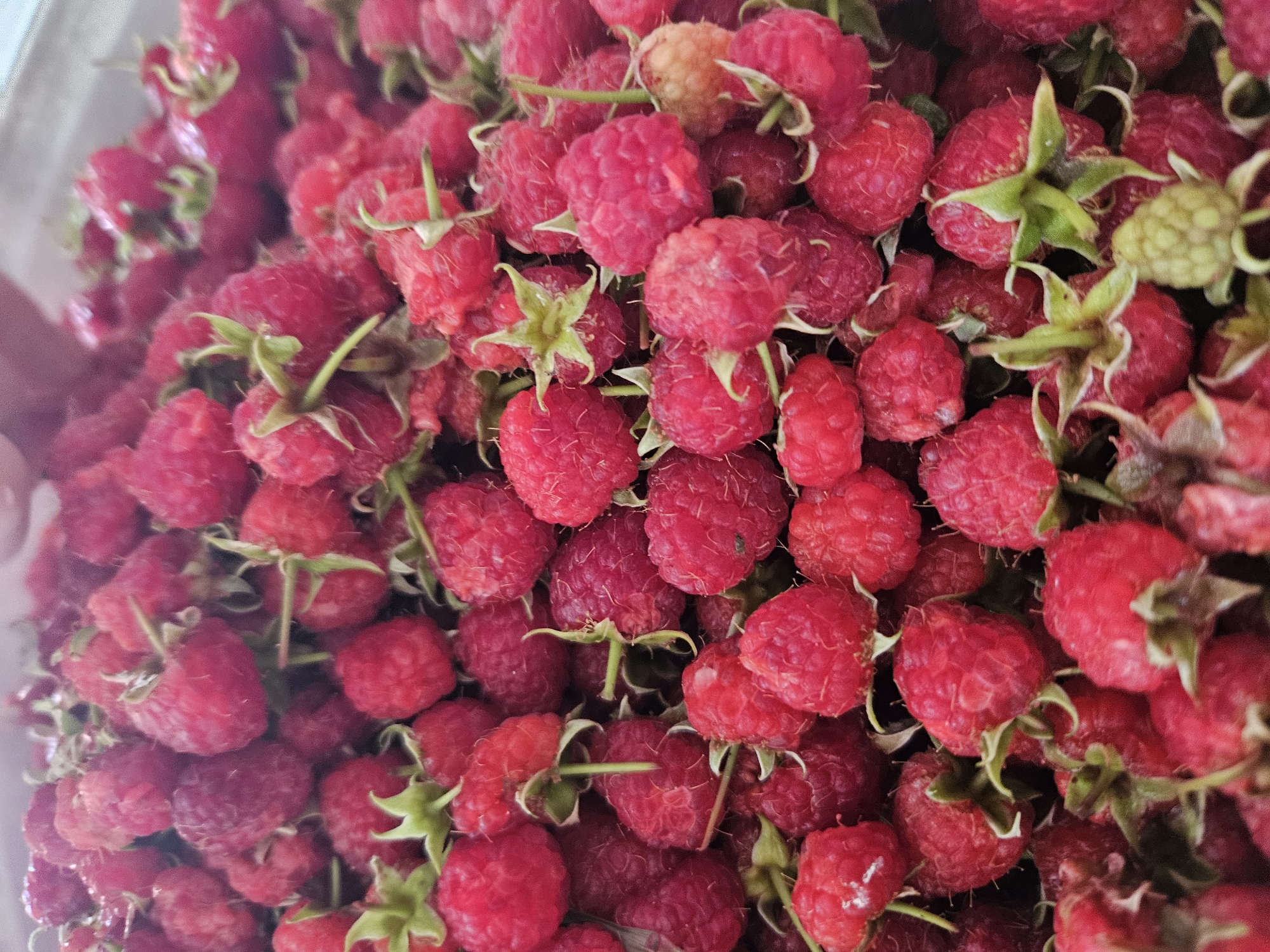 A close-up, overhead shot shows a large pile of fresh raspberries. The berries are a vibrant red, with a slightly fuzzy texture visible on some. Many of the raspberries still have their green calyxes attached. A few slightly lighter, almost orange-hued raspberries are interspersed within the pile, along with one noticeably unripe, pale green raspberry. The focus is sharp on the berries in the foreground, with a slight blur towards the top of the image, suggesting they are in a container or being held. The overall impression is one of abundance and freshness.