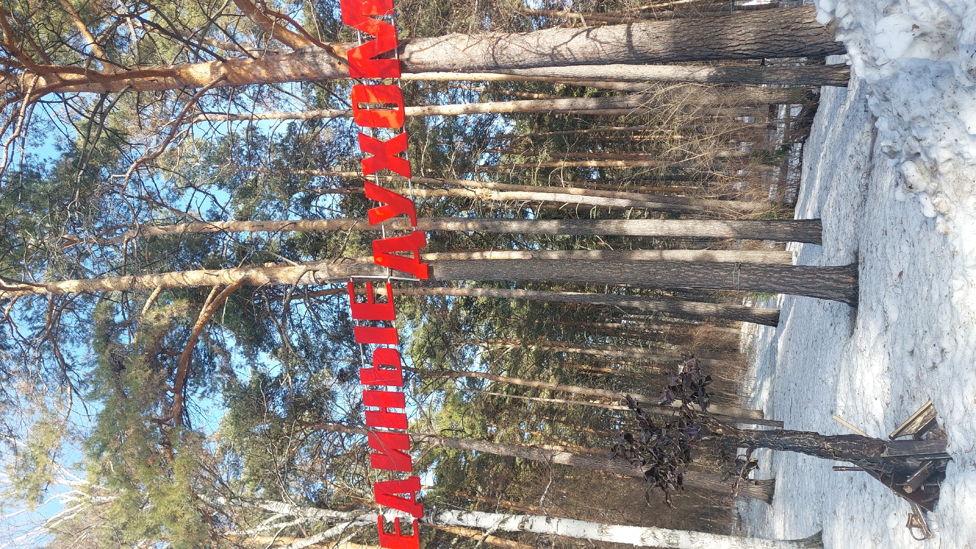The image captures a winter scene in a forest in Novosibirsk, Russia. The ground is covered in snow, and the trees are mostly bare, with some displaying sparse green foliage. A vertical red sign with Cyrillic text is prominently displayed, possibly an advertisement or informational marker. The forest appears to be a mix of coniferous and deciduous trees. The sky is partially visible through the branches. The image is slightly rotated, giving a tilted perspective.