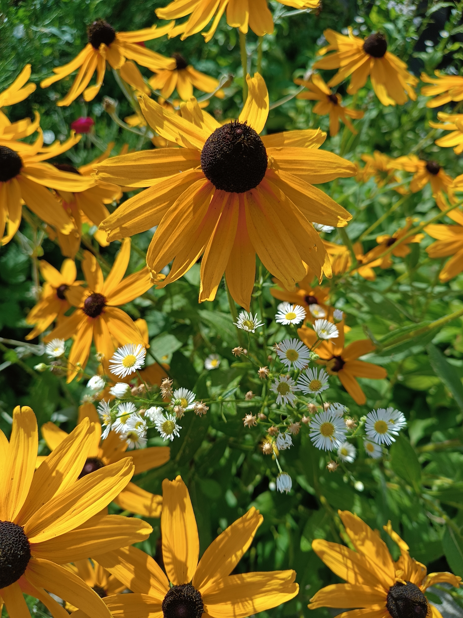 This is a close-up, eye-level, outdoor, vertical shot of a patch of Black-Eyed Susans and smaller white wildflowers with yellow centers. The Black-Eyed Susans are predominantly in the foreground and midground, with their large, yellow petals and dark brown centers. Some of these flowers are in sharp focus, while others are softer, creating a bokeh effect. The smaller white wildflowers are clustered in the midground and background, interspersed among the larger yellow flowers. The background is filled with green foliage, indicating a garden or natural setting. The lighting suggests a sunny day, with shadows cast on the petals of the Black-Eyed Susans. There are no people or animals visible in the image. The scene is a natural arrangement of blooming flowers, likely in a garden within Bykovo, Russia, given the context.