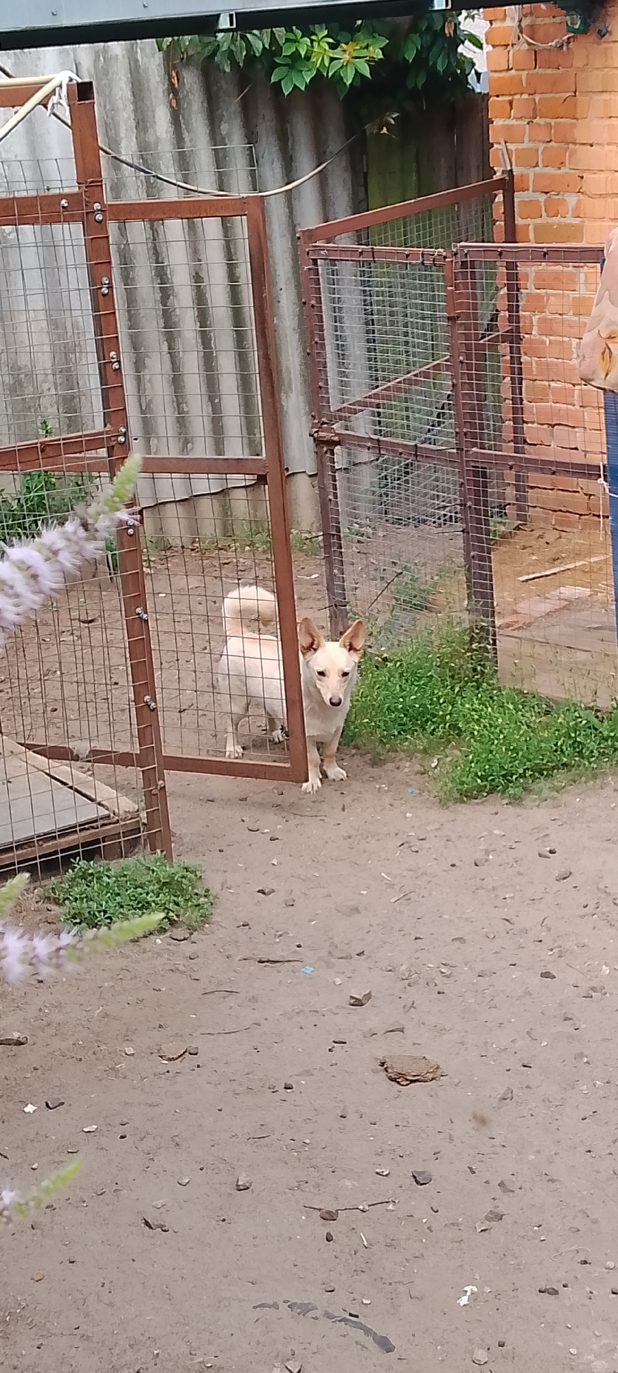 The image depicts a tan dog standing partially within a metal gate. The dog is facing the camera with its ears perked up. Behind the dog, a rough concrete wall and a brick wall are visible. The ground is dirt and gravel. In the foreground, a fluffy light-colored plant is visible on the left side. The scene appears to be an outdoor enclosure, possibly a backyard or a dog kennel. No specific landmarks indicating the city of Belgorod, Russia, are present in the image.