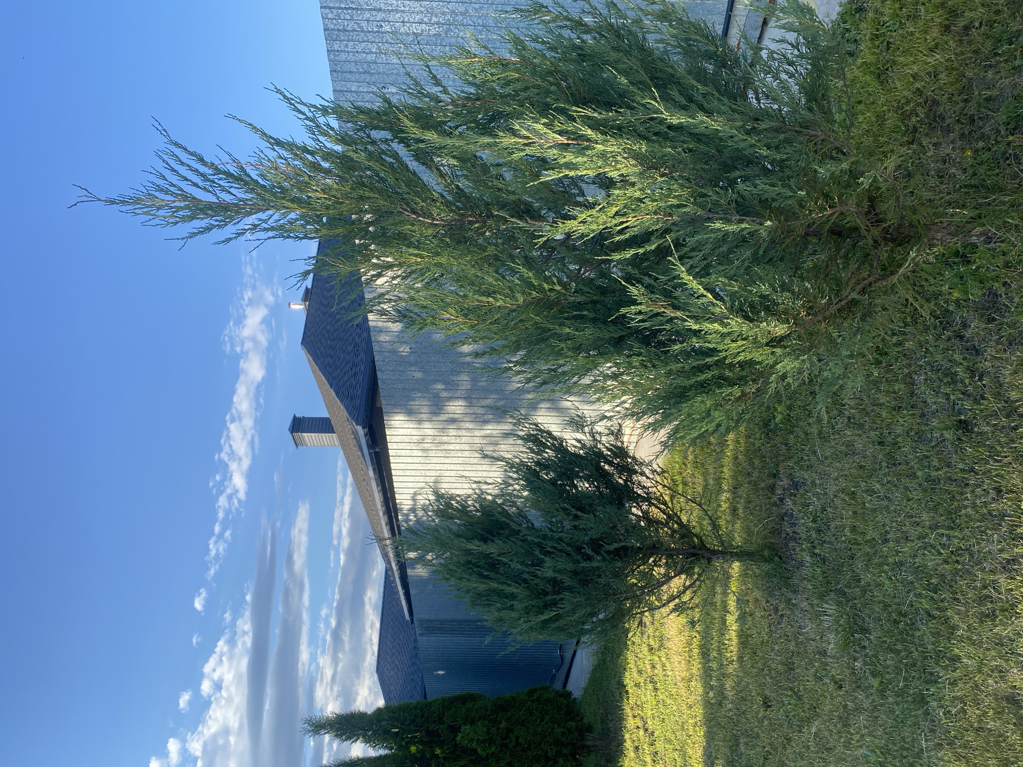 In Volzhsk, Russia, a residential property is captured on a clear day with a bright blue sky and scattered clouds. In the foreground, a lush green lawn is dotted with a small juniper tree on the left and a larger, fuller juniper tree on the right, its branches reaching towards the sky. Behind the trees, a gray corrugated metal fence runs horizontally across the image, casting dappled shadows from the trees onto its surface. Beyond the fence, the roofline of a house is visible, featuring a dark gray asphalt shingle roof and a gray brick chimney. The overall scene conveys a sense of suburban tranquility under a vast, open sky.