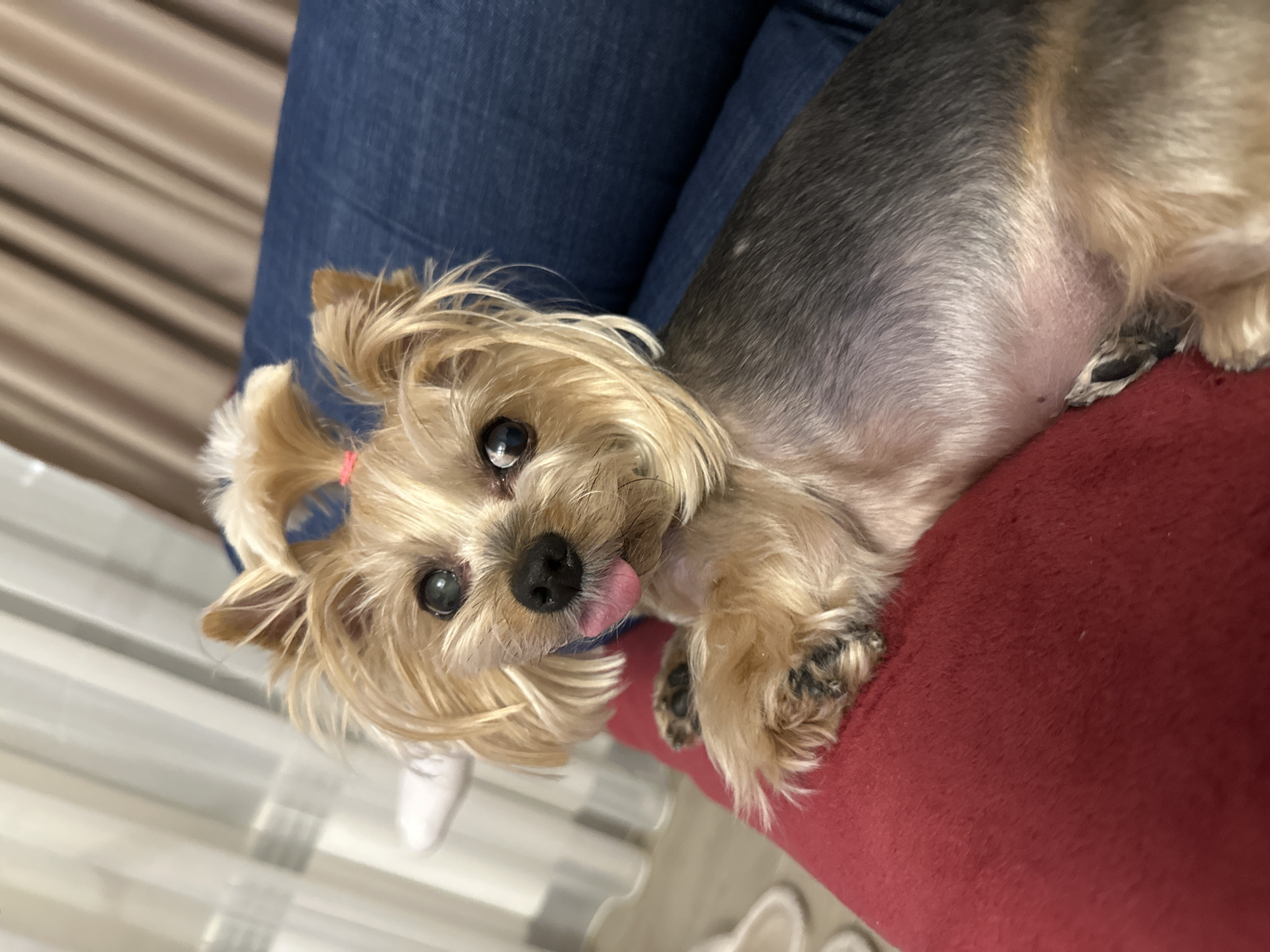 A small dog, possibly a Yorkshire Terrier mix, is lying on a red cushion or surface. The dog has tan and dark gray fur, with its tongue slightly protruding. The dog's hair is styled with a pink band. Behind the dog, a person wearing blue jeans is visible. A window and curtains are present in the background. The image does not contain information indicating the location of the city of Sofia, Bulgaria.