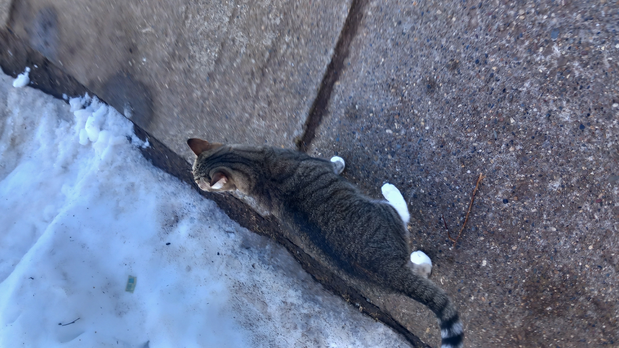 A domestic short-haired cat with grey tabby fur and white paws is depicted outdoors, in the city of Markovskii, Russia. The cat stands on a dark grey, gravelly concrete or asphalt surface, facing upward and slightly to its right. Its head is tilted, indicating focus on something out of frame or above its current line of sight. To the cat's immediate left is a substantial accumulation of melting, dirty snow, which occupies the left side of the frame and extends into the background. A small, light green rectangular object is partially visible within the snow approximately halfway up the left edge. A thin, dry twig lies on the paved surface near the cat's tail. The overall scene suggests an outdoor environment during late winter or early spring conditions. No human subjects are present.