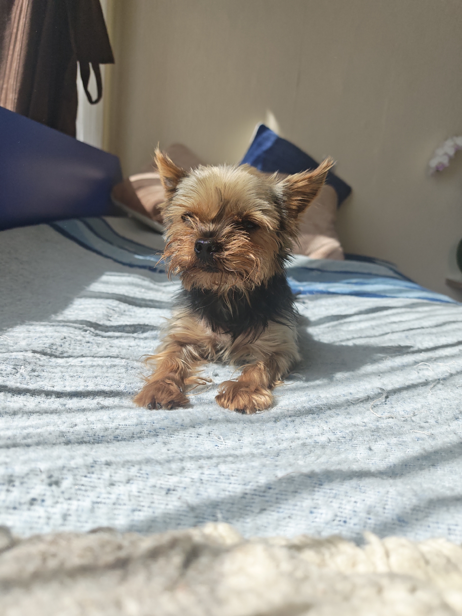 A Yorkshire Terrier dog lies on a bed covered with a light blue and white striped blanket. The dog has a mix of tan and black fur. Behind the dog, there are pillows. A light brown garment hangs in the background near a blue storage box. The scene is indoors, illuminated by sunlight. No specific location in Sofia, Bulgaria is identifiable.
