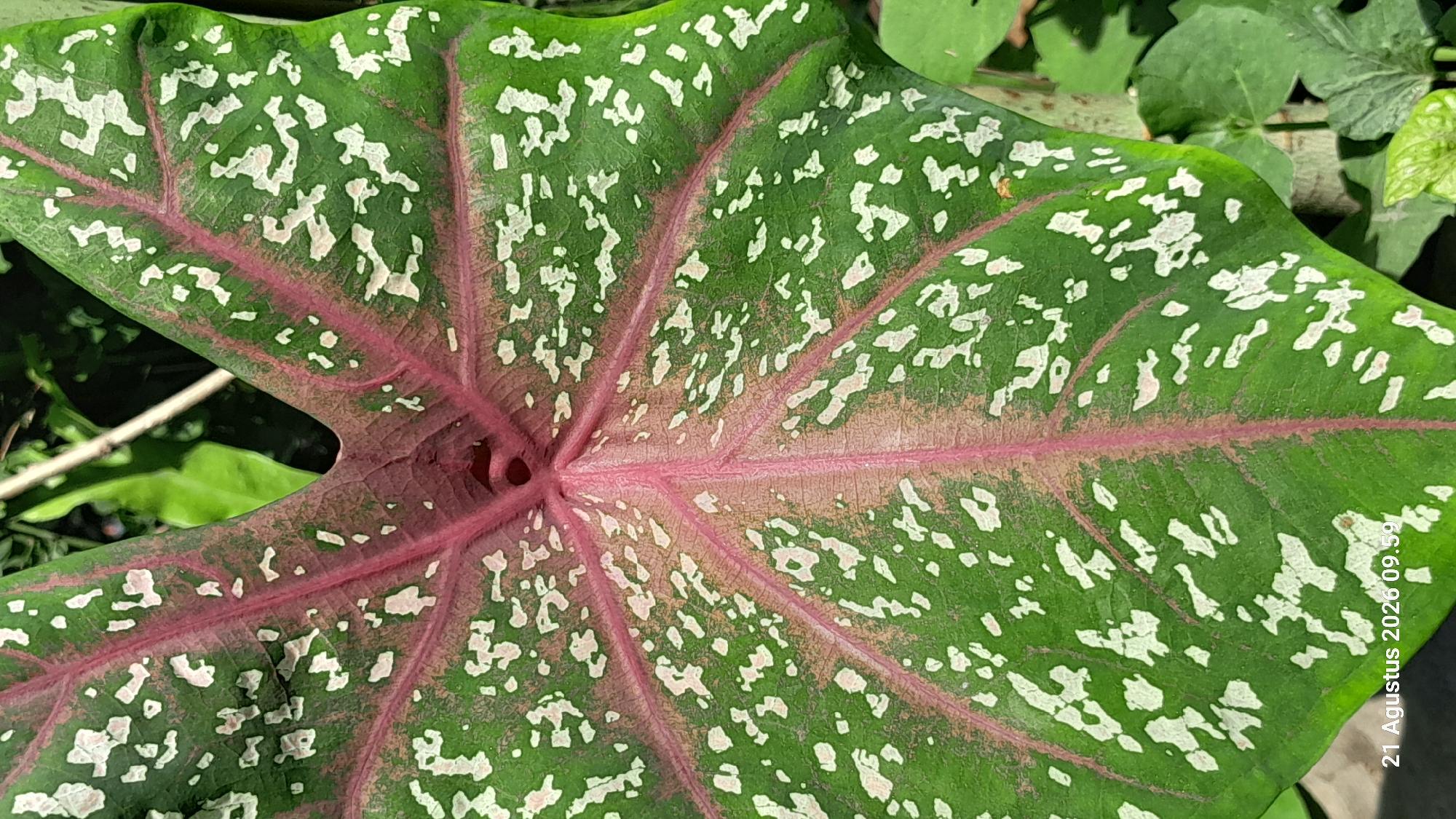 A close-up, eye-level, vertical shot shows a large, heart-shaped leaf of a Caladium plant. The leaf is predominantly green with striking pink veins radiating from the center. Scattered across the green areas are numerous irregular white splotches of varying sizes. In the center of the leaf, where the veins converge, there is a small, dark opening. The background is blurred, consisting of other green foliage and a portion of a brown, textured surface, likely a tree trunk or stem. The lower left corner of the image contains a timestamp: "21 Agustus 2026 09.59". The photograph was taken in Takeran, Indonesia.