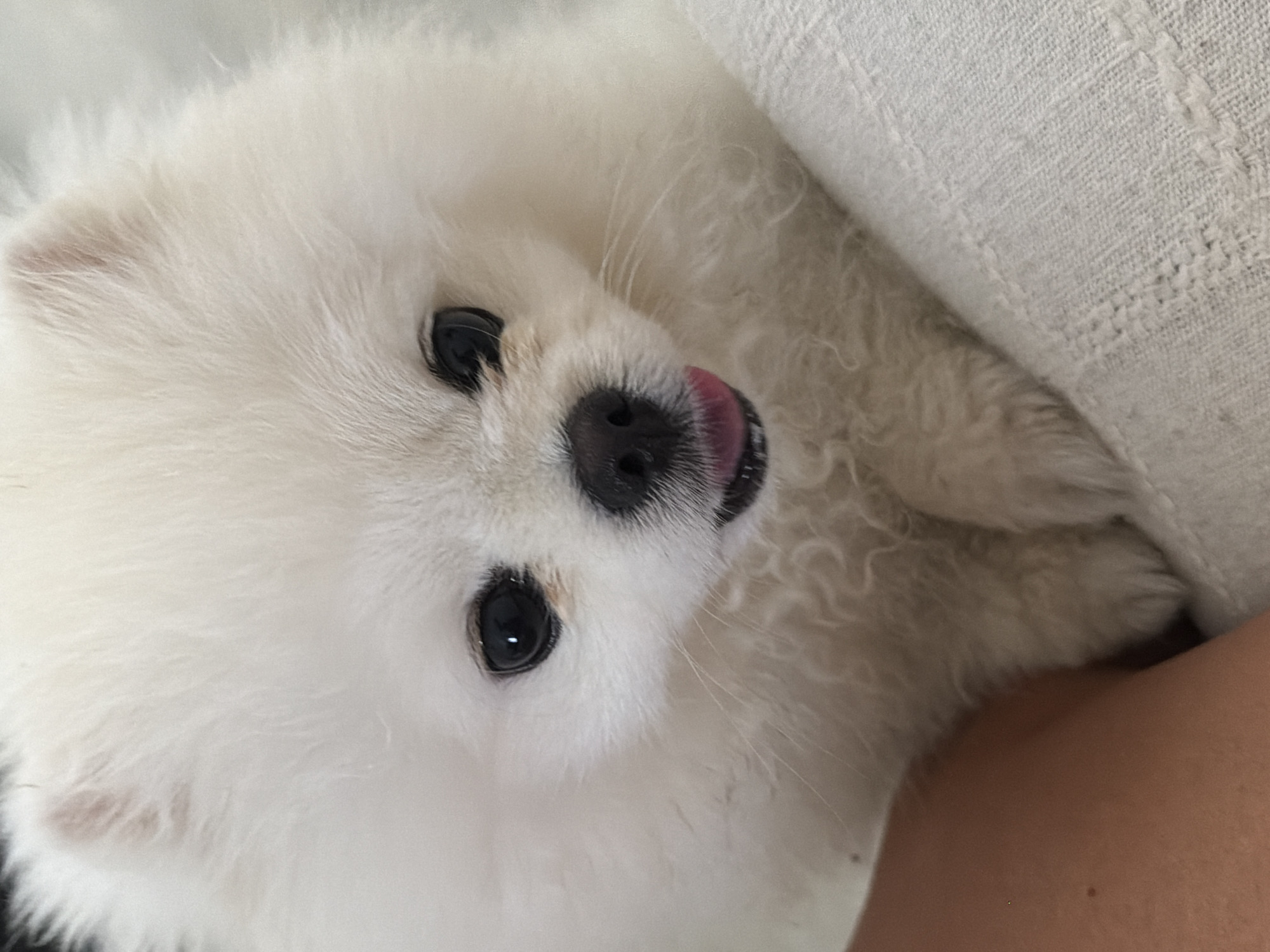 A close-up, eye-level shot shows a white Pomeranian dog with its tongue slightly sticking out. The dog's fur is fluffy, and its eyes are dark and round. The dog is resting on a person's lap, visible on the left side of the frame with its arm and shoulder. The background consists of a light-colored, textured fabric, likely a blanket or upholstery. The image is taken indoors. There is no indication of the city of Marmaris, Turkey, in the visual information provided.