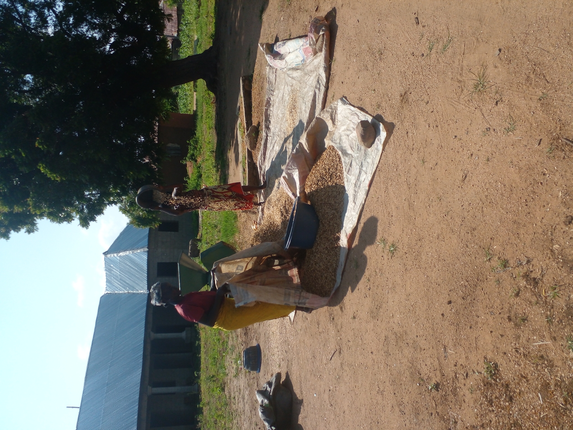 Two women are outdoors near a building with a corrugated metal roof. One woman, wearing a red shirt and yellow skirt, is standing to the left, operating a green machine. She is holding a large cloth bag over a pile of grain. The other woman, wearing a patterned dress, is standing to the right and appears to be pouring grain from a basket. A large tarp is spread on the ground with piles of grain on it. Several blue and gray plastic containers are also visible, along with some sacks and stones. The ground is dirt and sparse vegetation. The background includes trees and more buildings. The scene appears to be a rural area focused on agricultural processing.