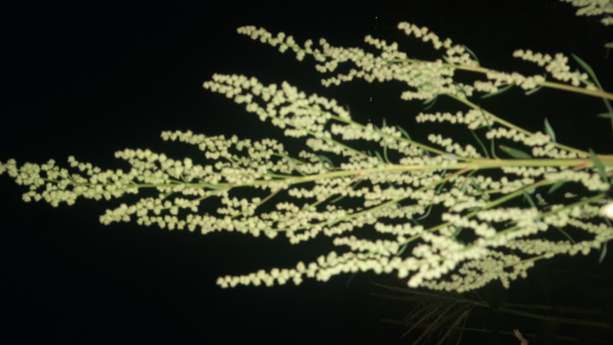 A tall, flowering plant with many small, pale yellow blossoms is silhouetted against a dark, out-of-focus background. The plant has a central stem with many branching stalks, each covered in clusters of flowers. The image is taken at night, as indicated by the black background. The location is not discernible from the image.
