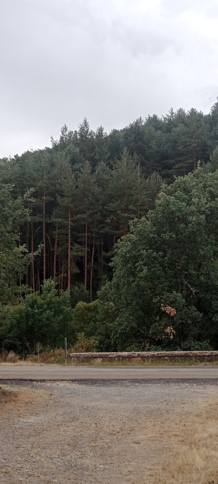 The image depicts a dense forest bordering a road. The forest is composed primarily of tall, slender coniferous trees with a thick undergrowth of deciduous trees and shrubs. The foliage is predominantly green, with some areas of dried brown leaves visible amongst the branches. A low, weathered stone wall runs horizontally across the middle of the frame, separating the road from the wooded area. The road itself is paved and appears to be empty. The ground in the foreground is a mixture of gravel and dry grass. The sky is overcast, suggesting a cloudy or grey day. The scene appears to be an exterior shot taken in a natural setting. There are no people or animals visible in the image.