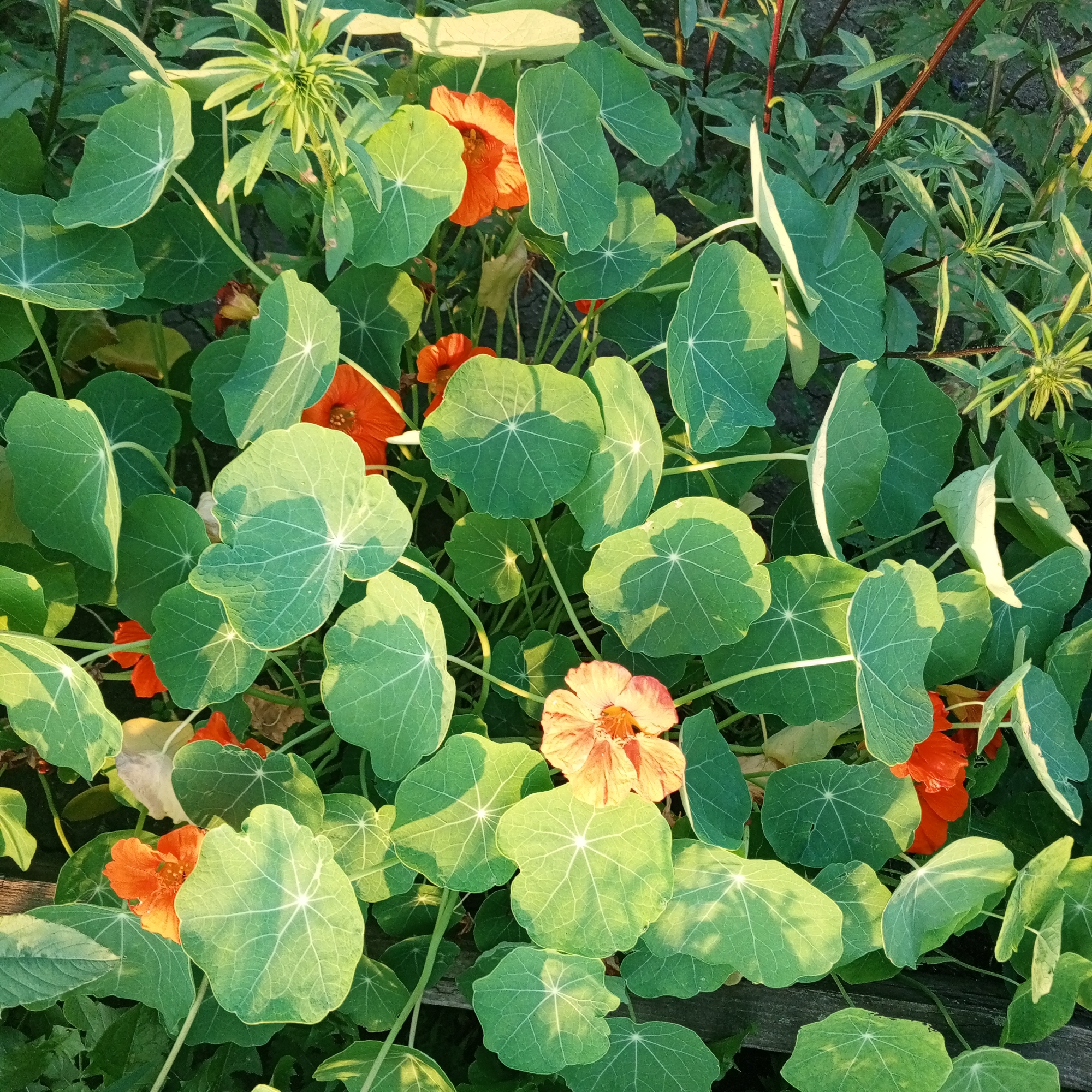 This is a close-up, overhead, natural light photograph of nasturtium plants with bright orange and peachy-orange flowers and large, round, green leaves. The plants are growing outdoors in what appears to be a garden bed. Some of the leaves are illuminated by direct sunlight, casting shadows on other leaves. In the background, there are other green plants and dark soil, with a sliver of weathered wooden material visible at the bottom. The scene is devoid of any human presence or identifiable human activity. The image does not provide specific clues to its location within Sayanogorsk, Russia, beyond being an outdoor botanical setting.