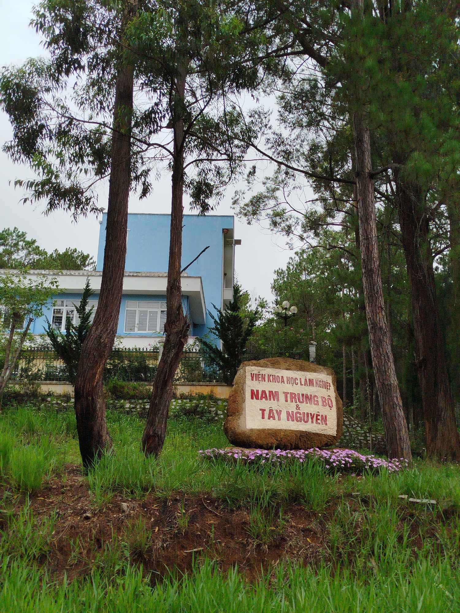 The image displays an outdoor scene featuring a prominent stone sign in the foreground, set on a grassy slope with patches of visible soil. Several tall trees with dark trunks and abundant green foliage, including pines and possibly eucalyptus, frame the view and extend into the background. Behind the trees, a light blue and white building with white-framed windows is partially visible. The sky overhead is light and overcast.
In front of the stone sign, a bed of small, light purple flowers adds a touch of color to the otherwise green and earthy palette. There is no discernible human activity or event taking place; the scene is static. The time of day appears to be daytime, under a cloudy or overcast sky, indicating soft, diffused light.
The prominent sign features text in red Vietnamese characters, which reads:
"VIỆN KHOA HỌC LÂM NGHIỆP"
"NAM TRUNG BỘ"
"&"
"TÂY NGUYÊN"
This translates to "Forestry Science Institute of South Central & Central Highlands".
The setting, with its specific vegetation, institutional sign, and general environment, is located in Cam Ly - Da Lat, Vietnam.
