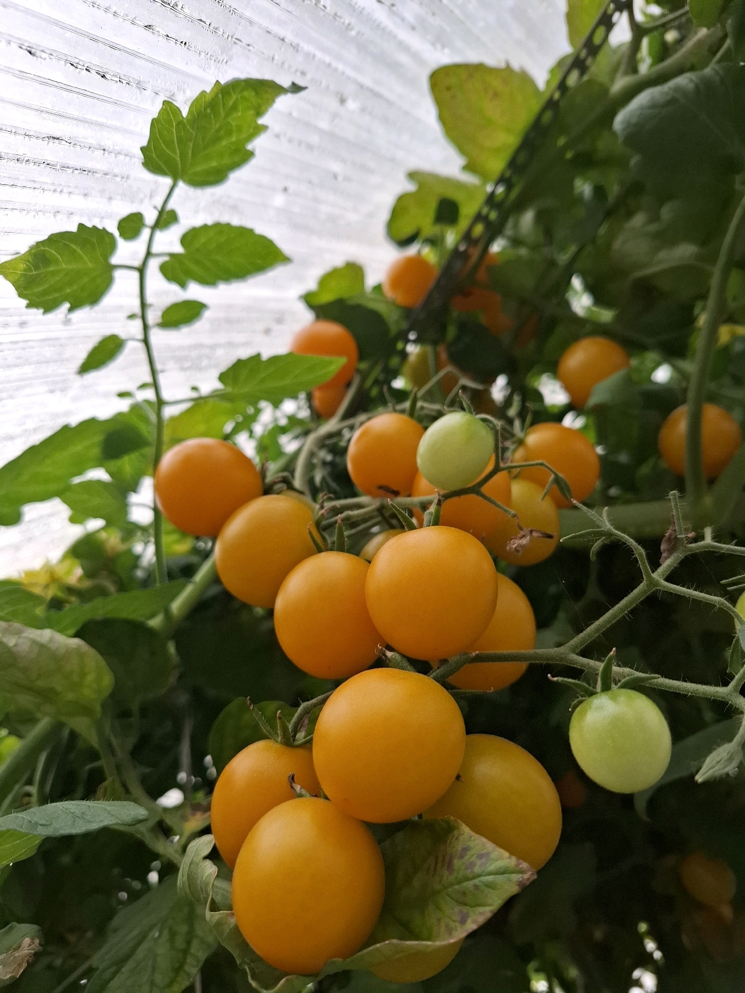 An extreme close-up shot shows a cluster of ripe, orange-yellow cherry tomatoes on the vine. The tomatoes are round and plump, with smooth skin. Some are clustered together, while others hang individually. Green leaves and thin, hairy stems are visible throughout the frame, forming a natural backdrop. In the upper background, a translucent, white, ribbed surface is visible, suggesting the interior of a greenhouse or polytunnel. The lighting is soft and diffused, creating subtle shadows and highlighting the texture of the tomatoes and leaves. The image has a shallow depth of field, with the foreground subjects in sharp focus and the background gently blurred. There are no people present in the image. The specific location within the city of Tyumen, Russia, cannot be determined from the visual information provided in the image.