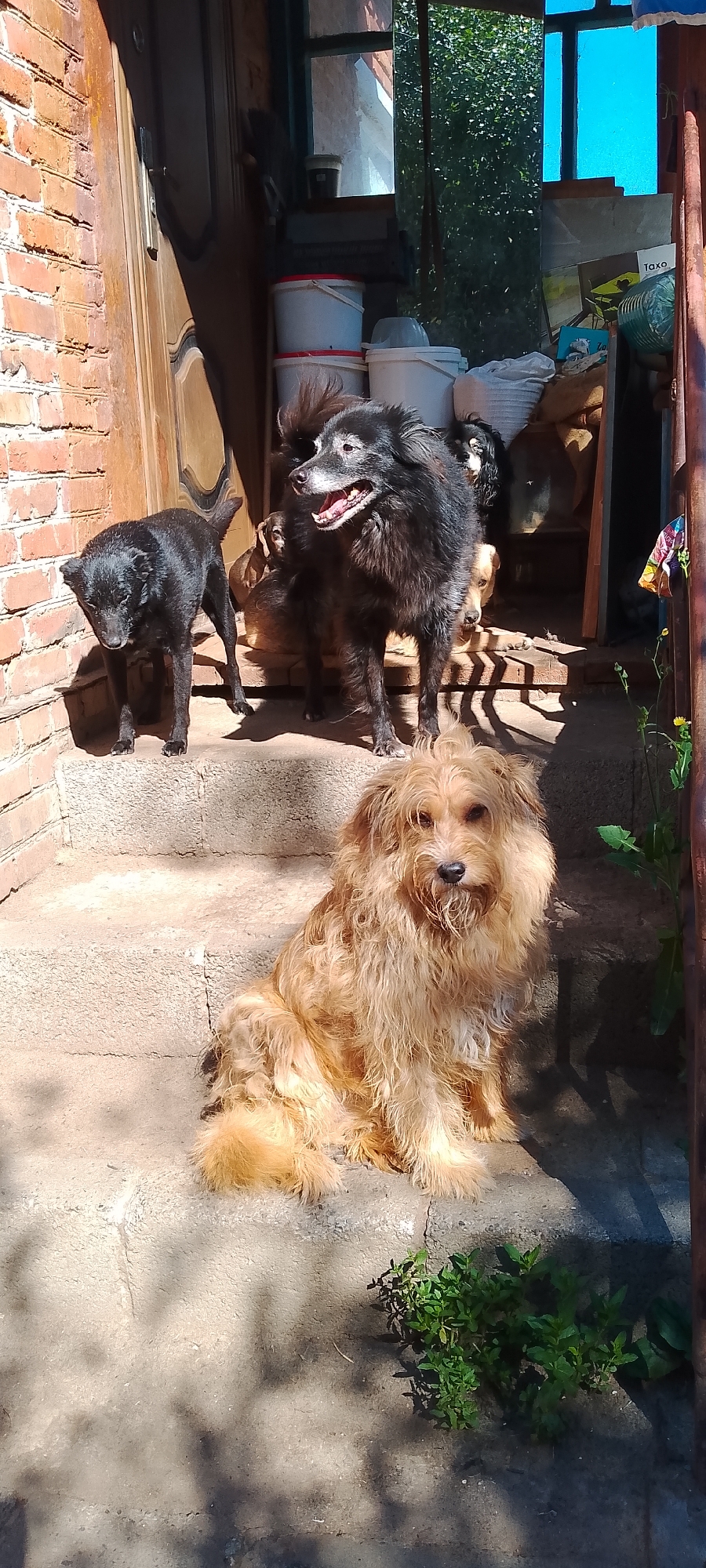 The image depicts a group of dogs on a set of concrete steps in front of a brick building. The setting appears to be a residential area, possibly a backyard or entryway. The dogs are of various breeds and sizes, with one large black dog with graying fur prominently featured in the center, panting with its mouth open. To its left stands a smaller black dog. In the foreground, a shaggy, light brown dog is seated on the steps, looking towards the camera. In the background, there are some storage containers, a window reflecting trees, and other dogs partially visible. The scene is bathed in bright sunlight, casting shadows on the steps. There is no discernible connection to the city of Belgorod, Russia, in the visual information provided.