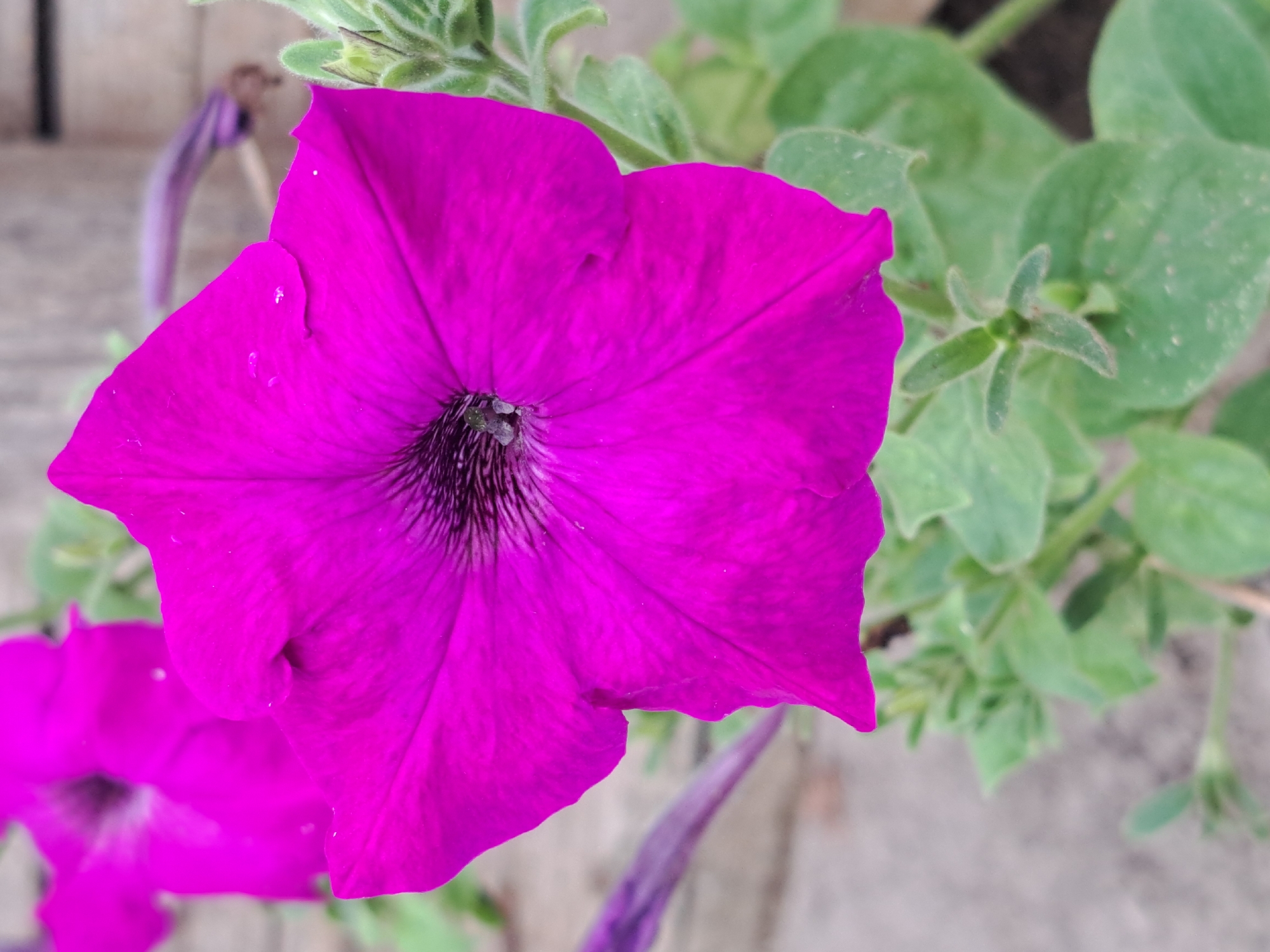 A close-up, vertical, eye-level shot features a vibrant pink petunia flower in the foreground. The flower's petals are wide and ruffled, with dark purple veins radiating from the center. The center of the flower is dark and appears textured. The background is blurred, showing green foliage and a hint of a wooden surface, possibly a fence or planter box. In the far left background, another out-of-focus pink petunia is visible. The image is likely taken outdoors in Vypasne, Ukraine, given the context provided.