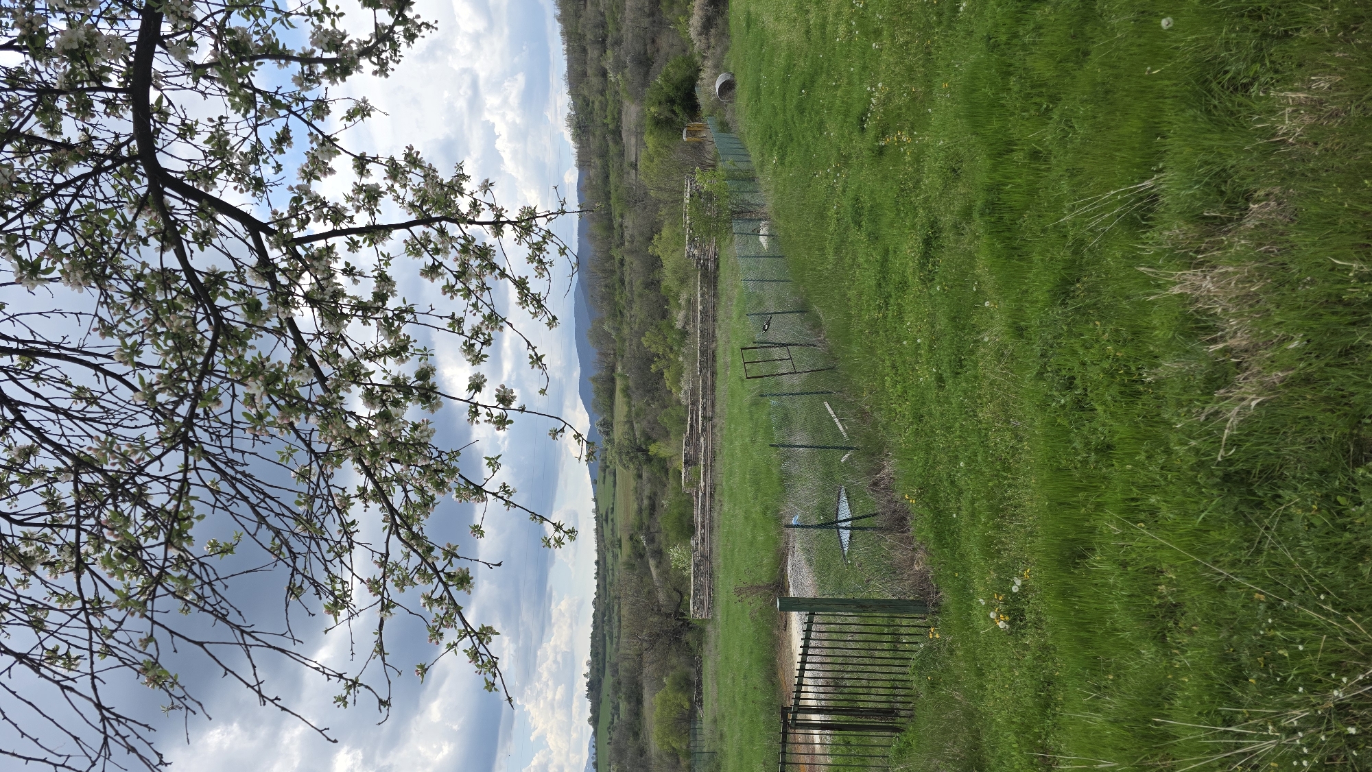 The image displays a vibrant spring landscape in Drenkovo, Bulgaria, under a partly cloudy sky. In the foreground, a branch of a tree heavily laden with delicate white blossoms and some green leaves extends into the frame from the upper left, suggesting the season.
The midground is dominated by a wide expanse of lush green grass. A metal fence runs horizontally across the scene, dividing the grassy area. Beyond the fence, a linear feature, possibly a path or disused tracks, is visible, bordered by sparser vegetation. A dark metal gate is situated in the fence line towards the lower right of the midground, and a large concrete pipe or culvert can be seen further along the fence on the right.
In the background, a range of forested hills and mountains stretches across the horizon under a sky filled with a mix of blue patches and white and grey clouds. The overall scene depicts a serene, rural or semi-rural setting during daylight hours, characterized by abundant greenery and nature in bloom. No people are visible, and there is no discernible text.