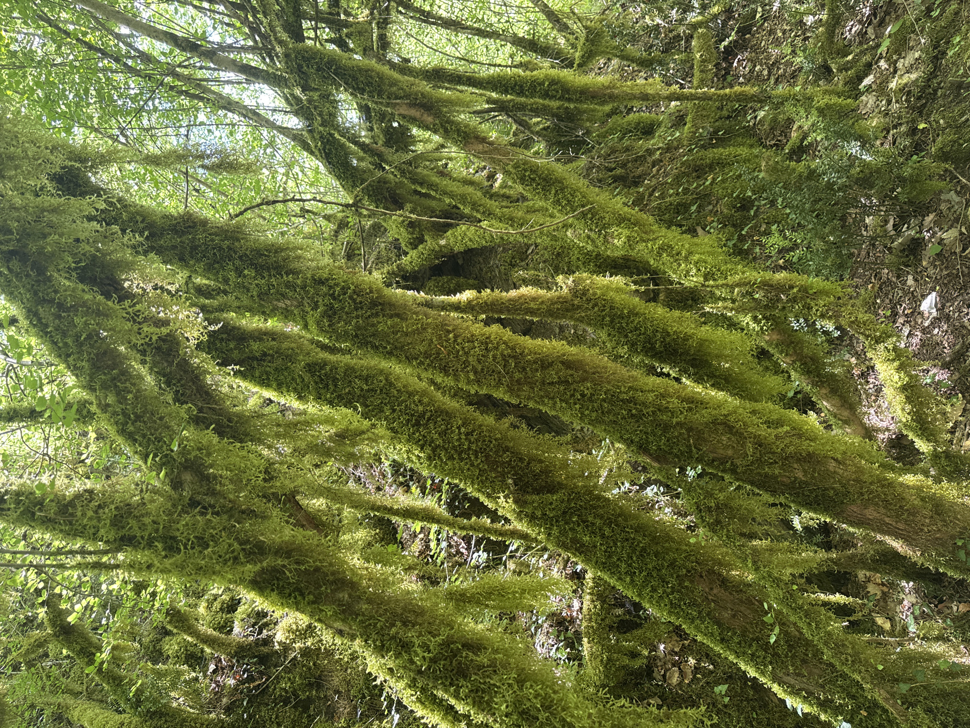 The image depicts a dense, moss-covered forest in Međuriječje, Montenegro. The dominant feature is a network of tree branches heavily coated in vibrant green moss. These mossy branches create an almost horizontal pattern across the image. Behind the branches, patches of sunlight illuminate sections of the forest floor and other foliage. The environment appears damp and humid, contributing to the extensive moss growth. No people are visible in the image.