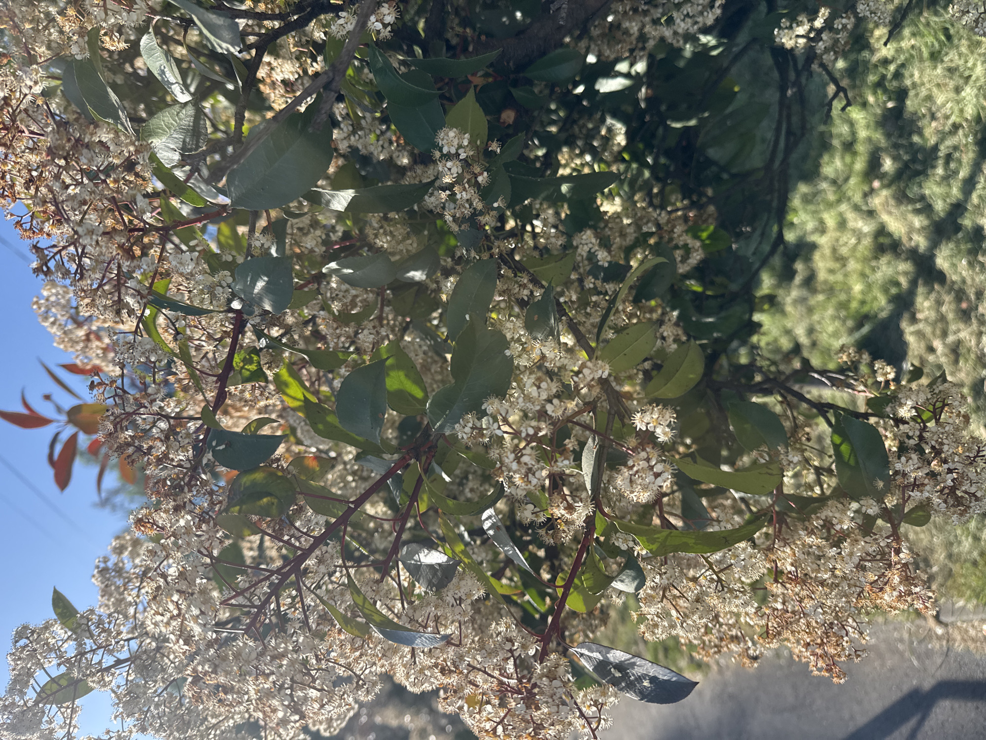 The image shows a close-up of a flowering tree or shrub, possibly a Photinia or similar species, with clusters of small white flowers and green leaves. The branches are reddish-brown. The background includes a blurred expanse of greenery and a glimpse of a blue sky. Due to the provided information, the location of the image is assumed to be Sochi, Russia. However, the image itself does not provide evidence of this location.