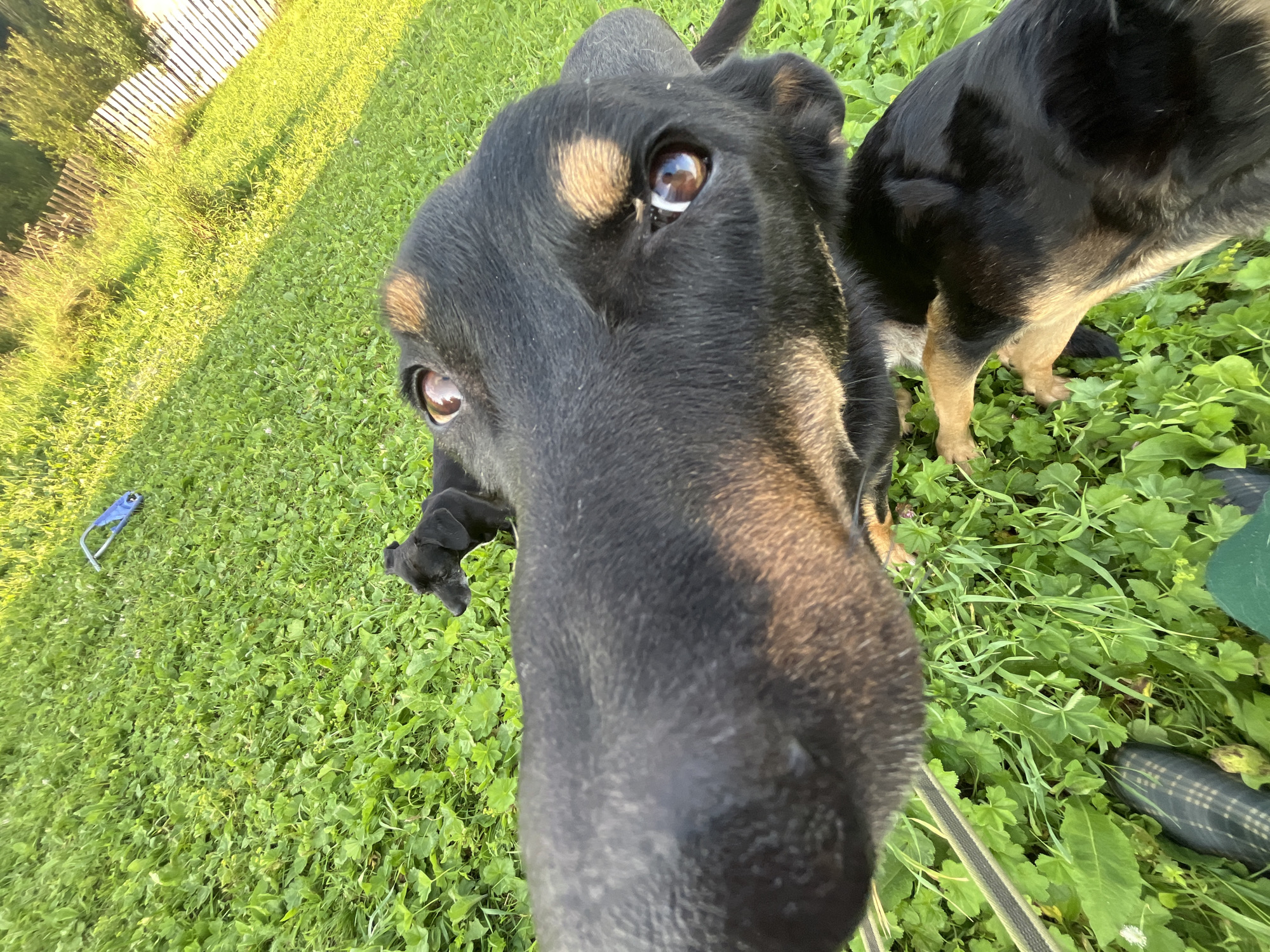 An extreme close-up, low-angle, point-of-view shot of a black and tan dog's face, taken outdoors on a grassy area. The dog's snout and eyes dominate the foreground, with its nose appearing very large due to the camera's proximity. The dog's eyes are brown and appear to be looking directly at the camera. In the background, a smaller black dog is visible, lying down on the grass. Further in the background, a wooden fence and some trees are visible, with the scene illuminated by bright sunlight. The location of this image is in Nizhny Tagil, Russia.