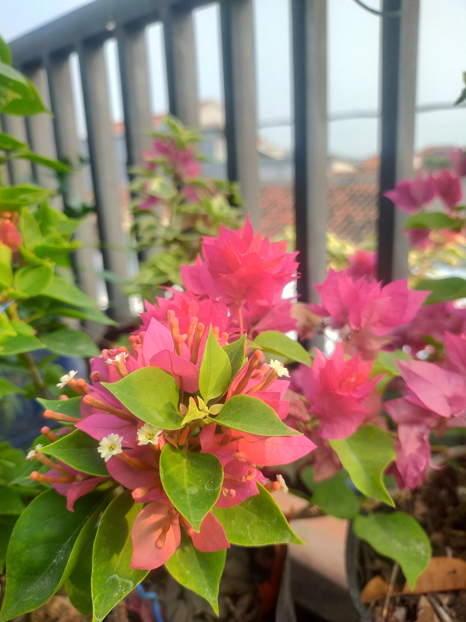 A close-up shot captures vibrant pink bougainvillea flowers and lush green leaves in the foreground. The flowers are in full bloom, with delicate white centers visible on some. The background is softly blurred, revealing a grey metal fence, rooftops of houses, and a hazy sky, suggesting an outdoor setting in an urban or suburban area. The lighting indicates it might be daytime, possibly late afternoon due to the soft glow. The image appears to be taken from a balcony or elevated position, characteristic of a residential area in Tegalandong, Indonesia. There are no people or animals visible in the frame. The focus is entirely on the floral subject, highlighting its texture and color against the subdued urban backdrop.